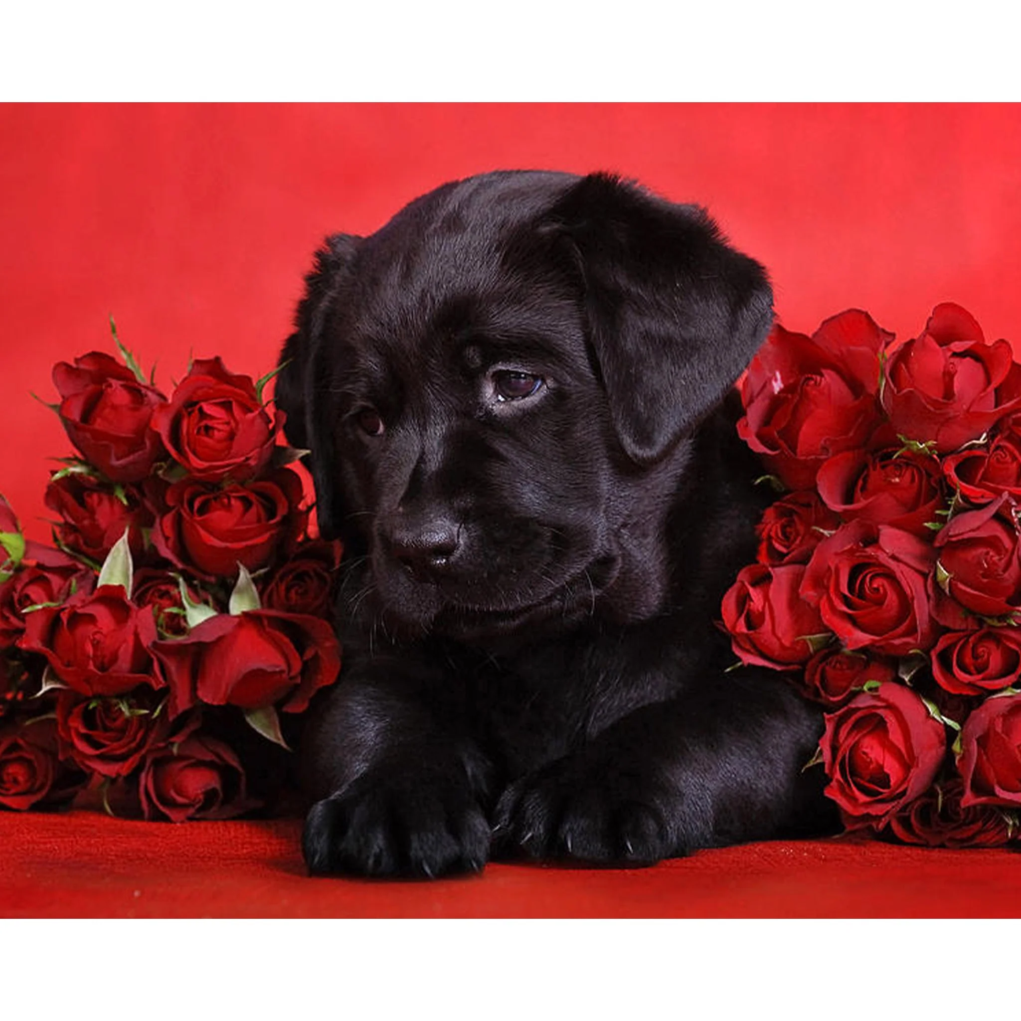 Black Labrador Gift | Diamond Painting - Image 2