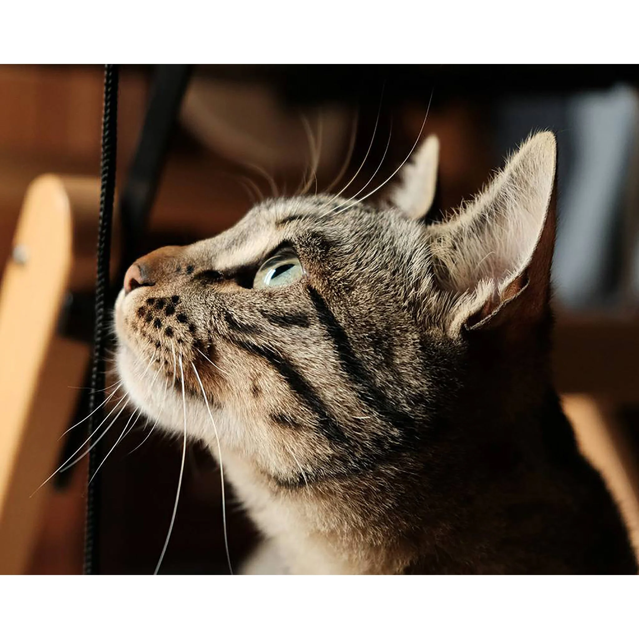 Close up of the cat | Diamond Painting - Image 2