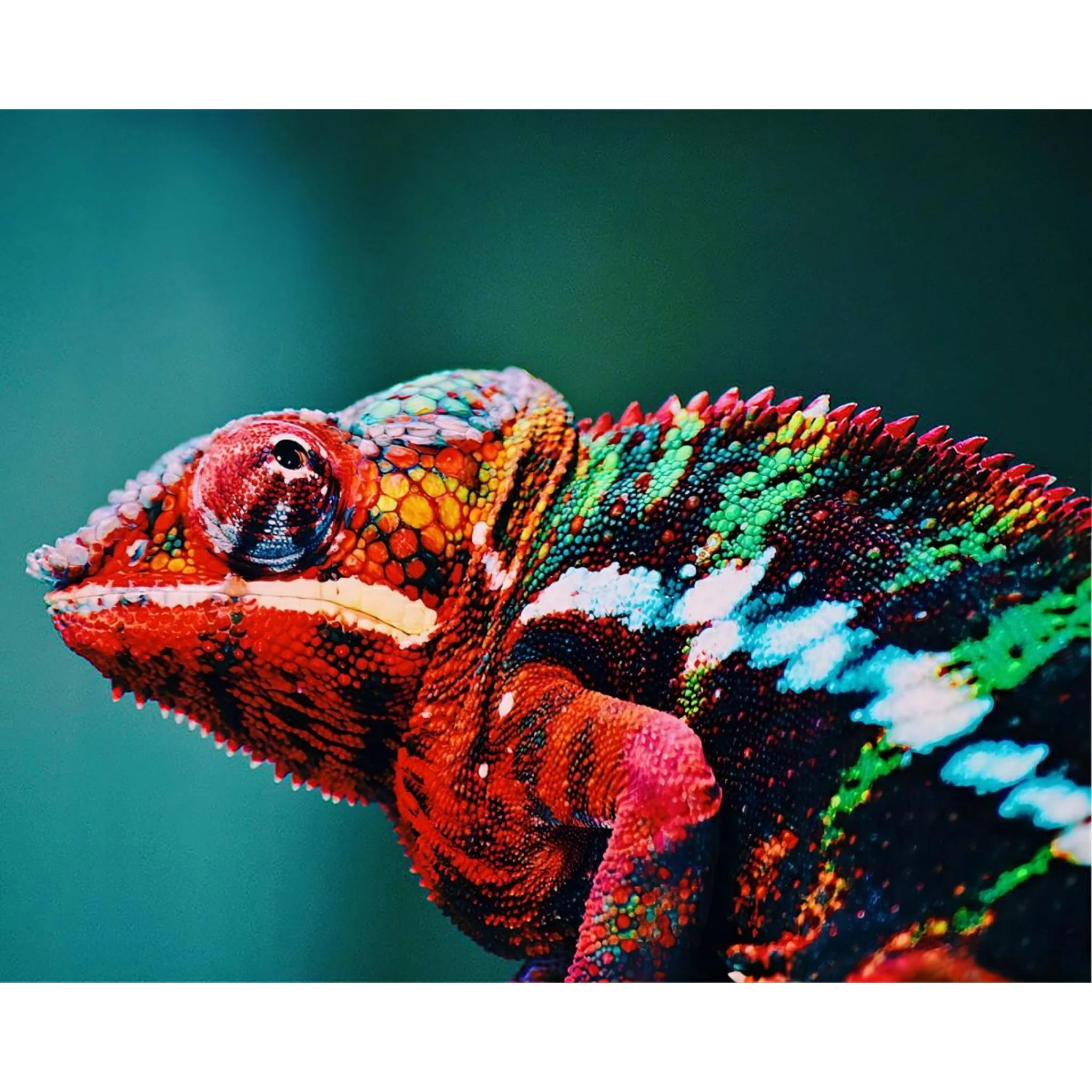 Red Chameleon | Diamond Painting - Image 2