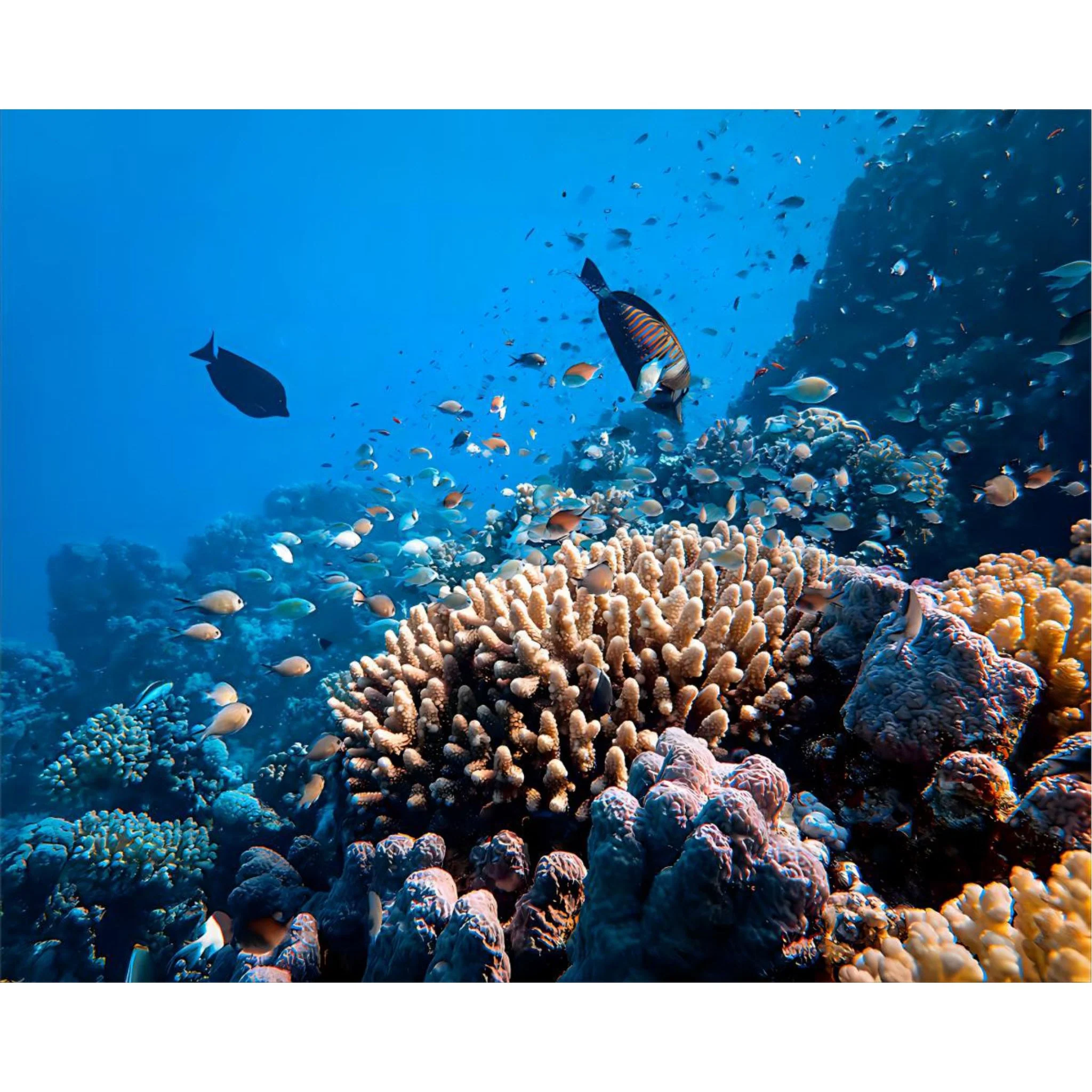 The Underwater World | Diamond Painting - Image 2
