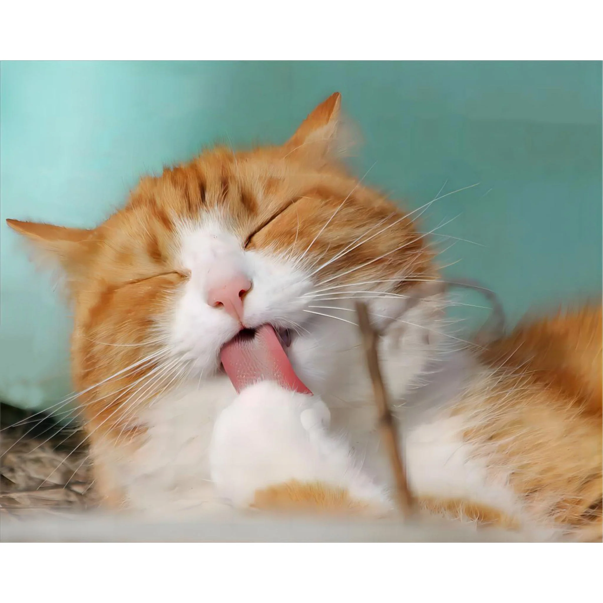 Yellow and White Cat | Diamond Painting - Image 2