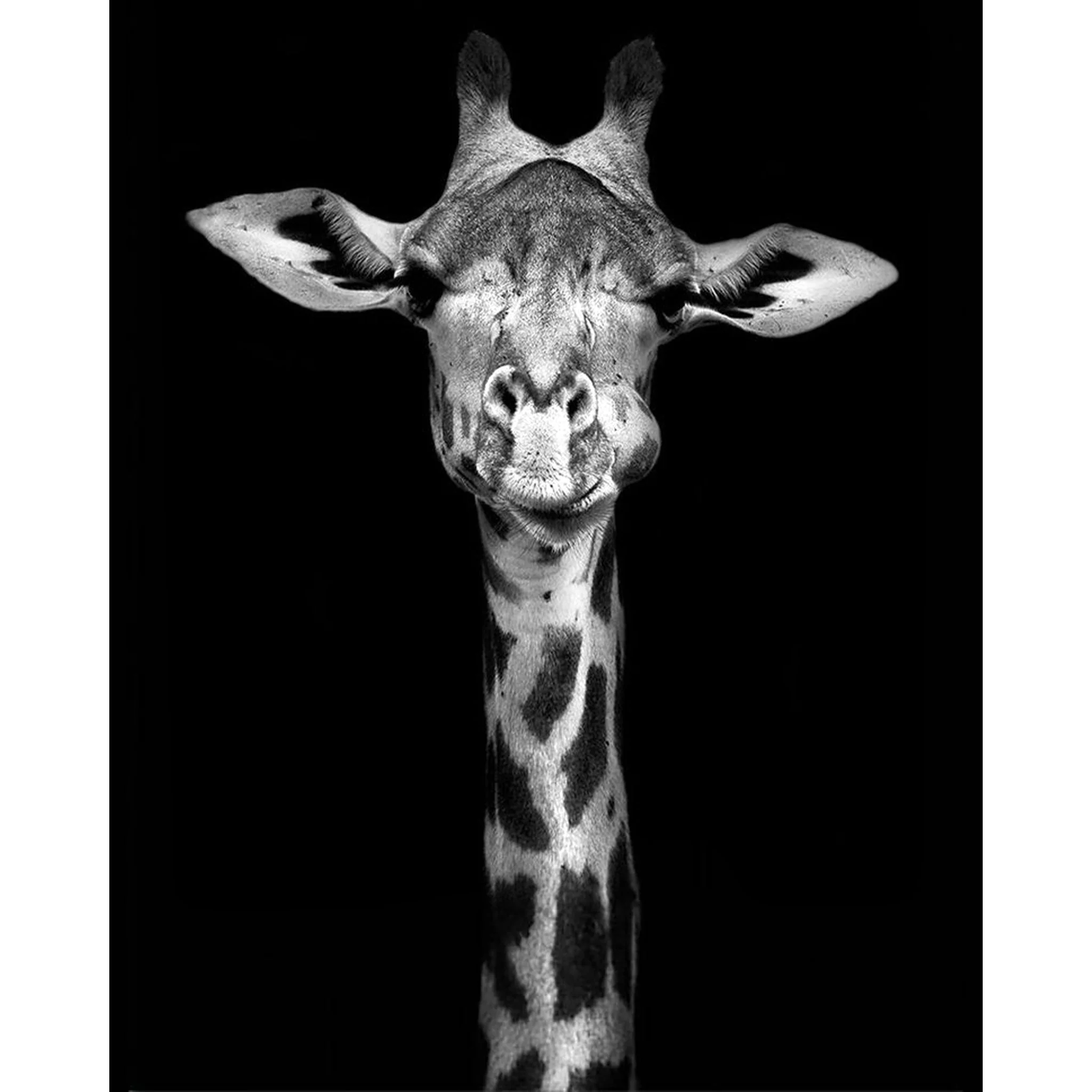 Black and White Giraffe | Diamond Painting - Image 2