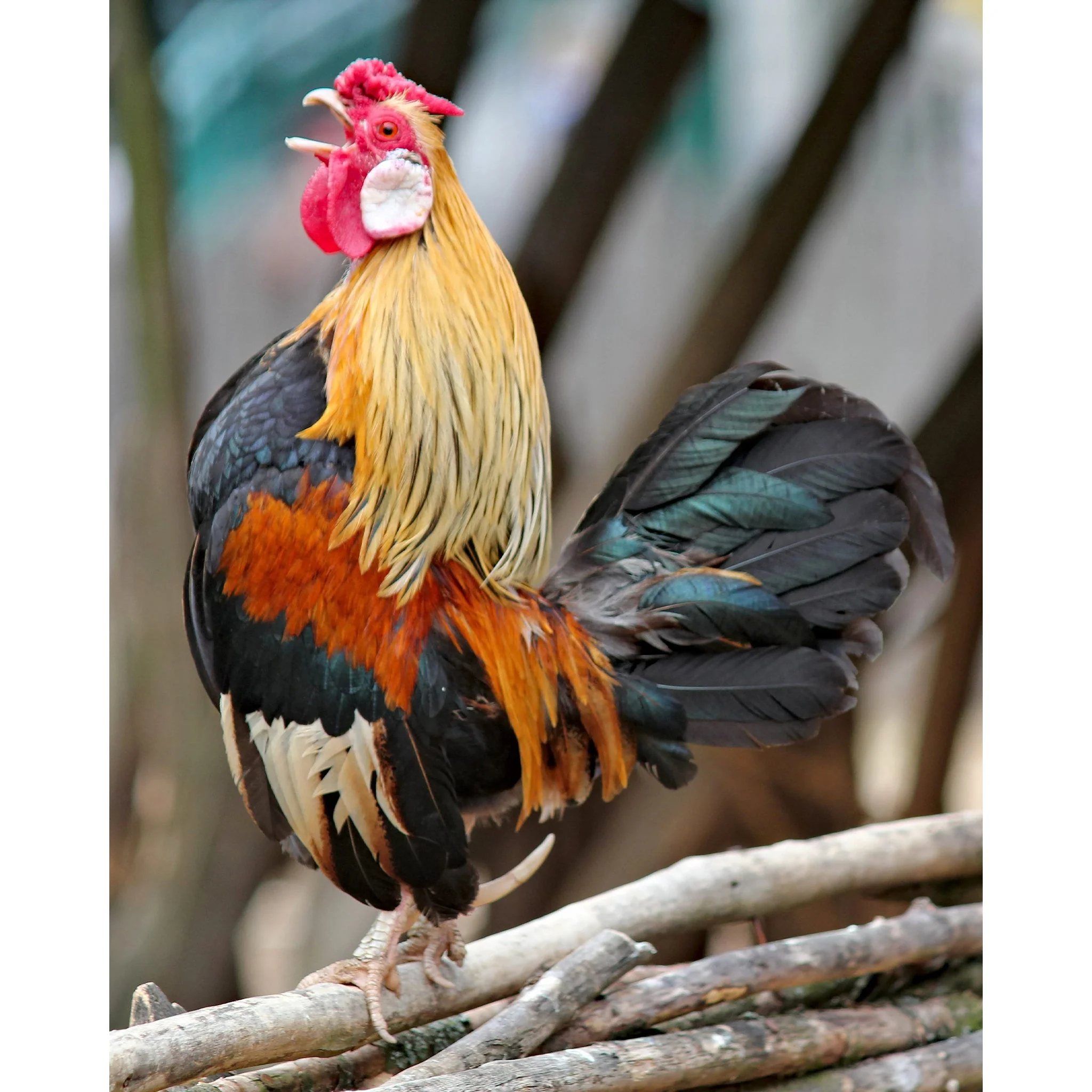 Brown and black rooster | Diamond Painting - Image 2