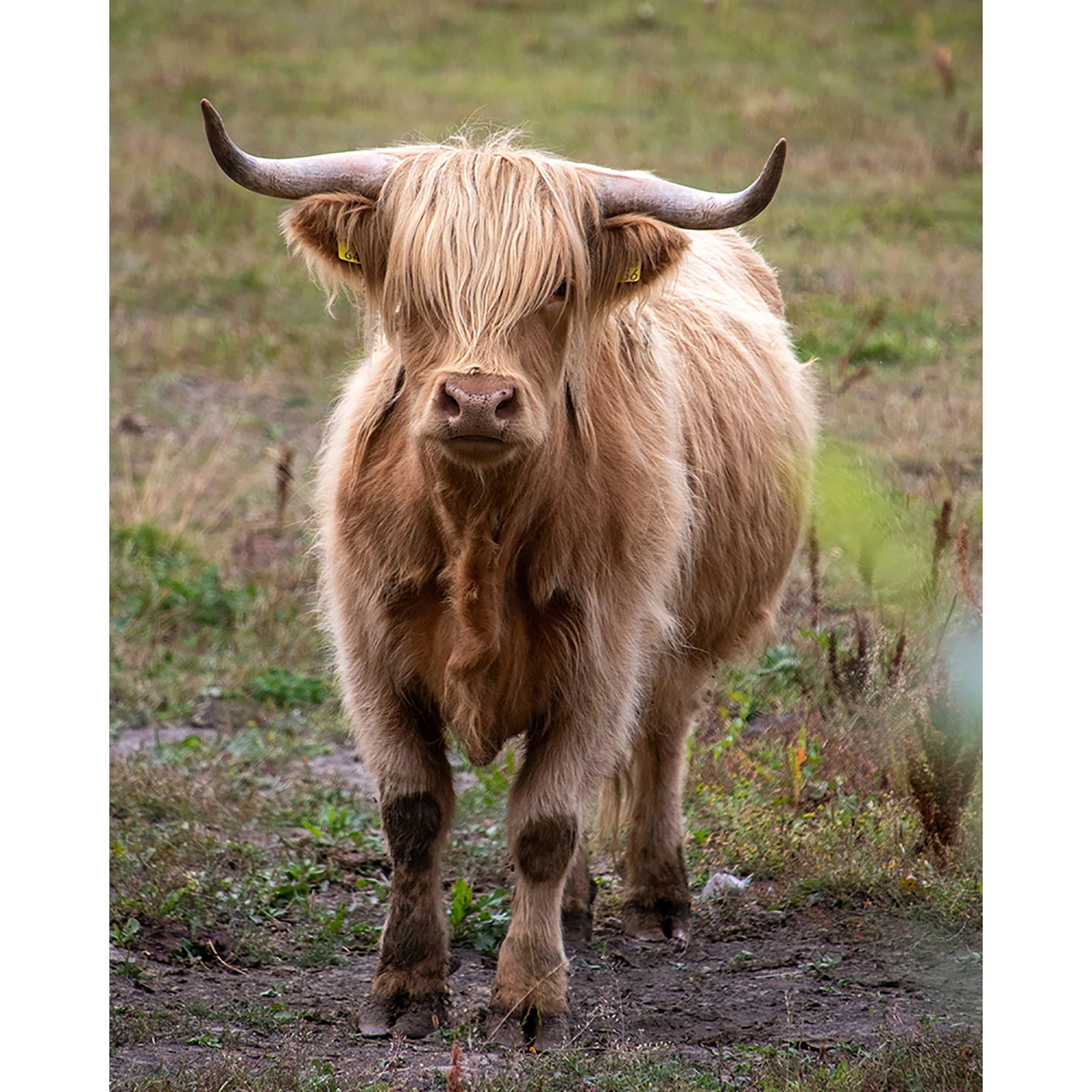 Brown Cattle | Diamond Painting - Image 2