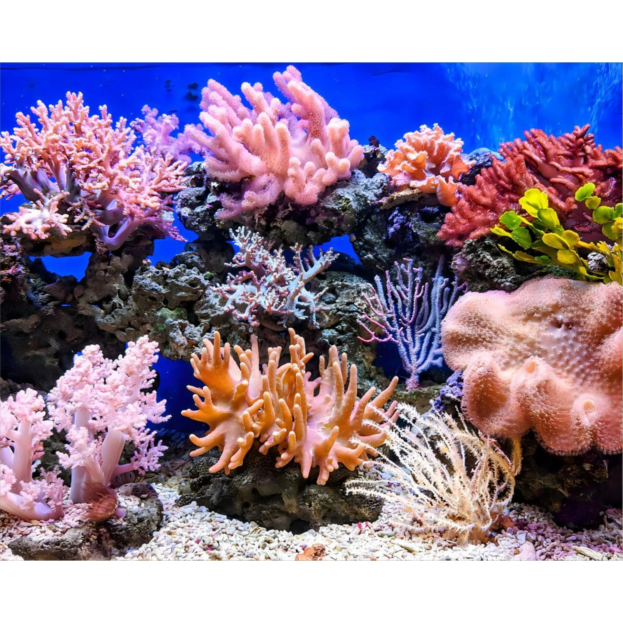 Coral | Diamond Painting - Image 2