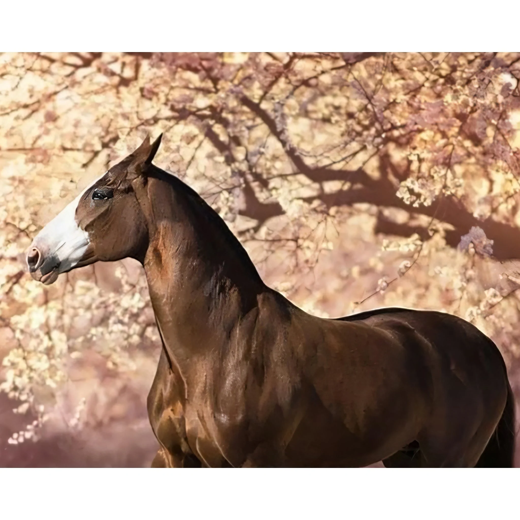 Prairie Brown Horse | Diamond Painting - Image 2