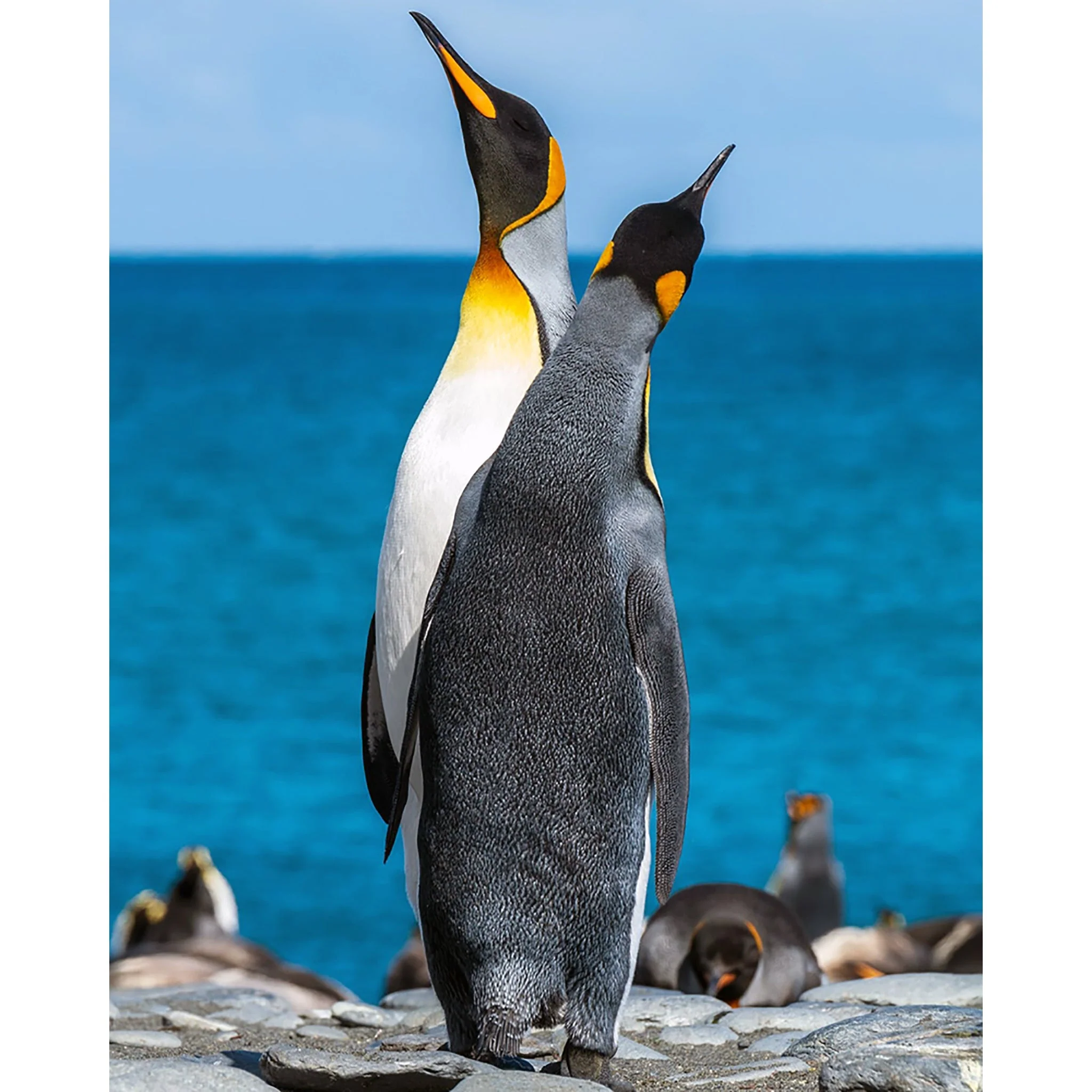 Two penguins on seashore | Diamond Painting - Image 2