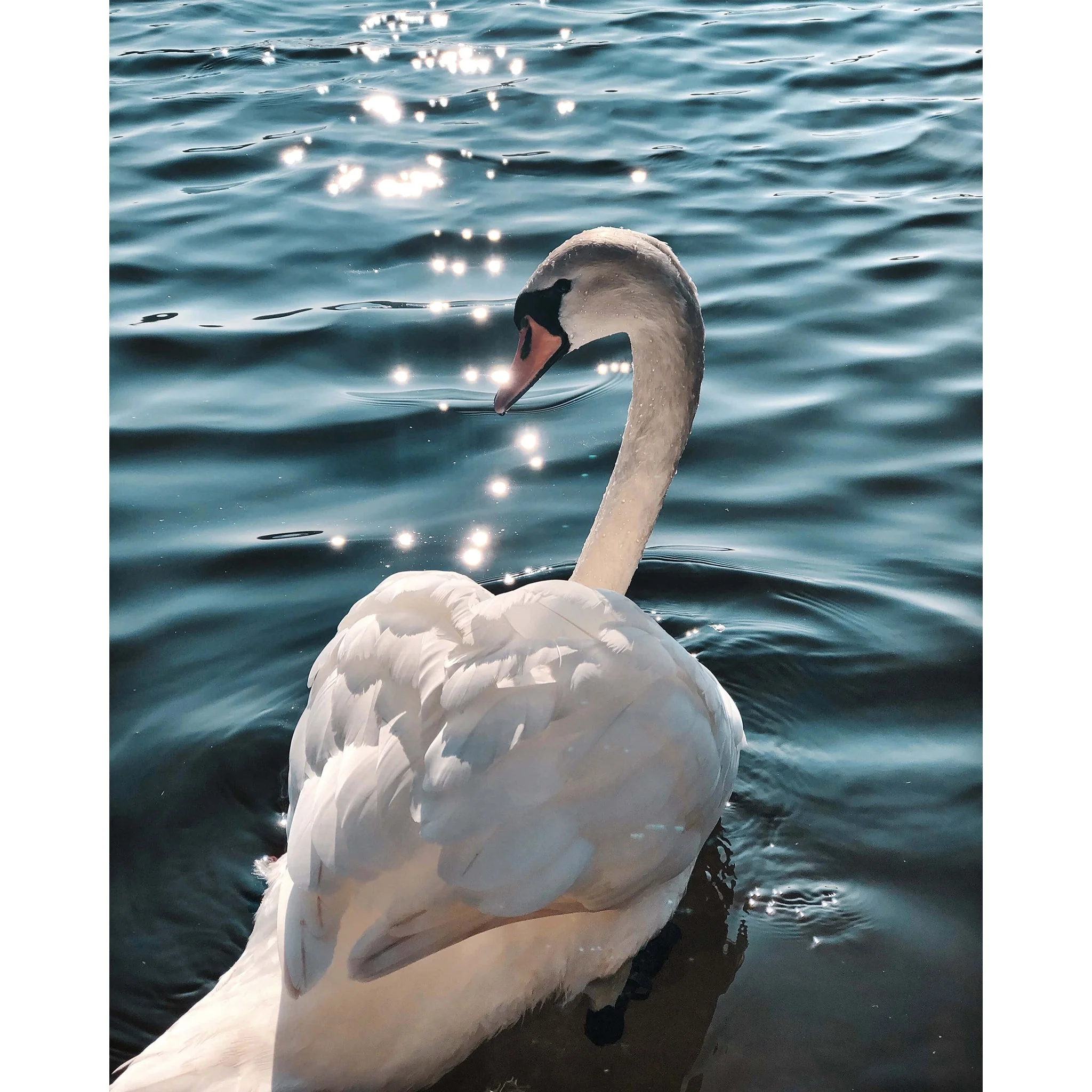 White swan | Diamond Painting - Image 2