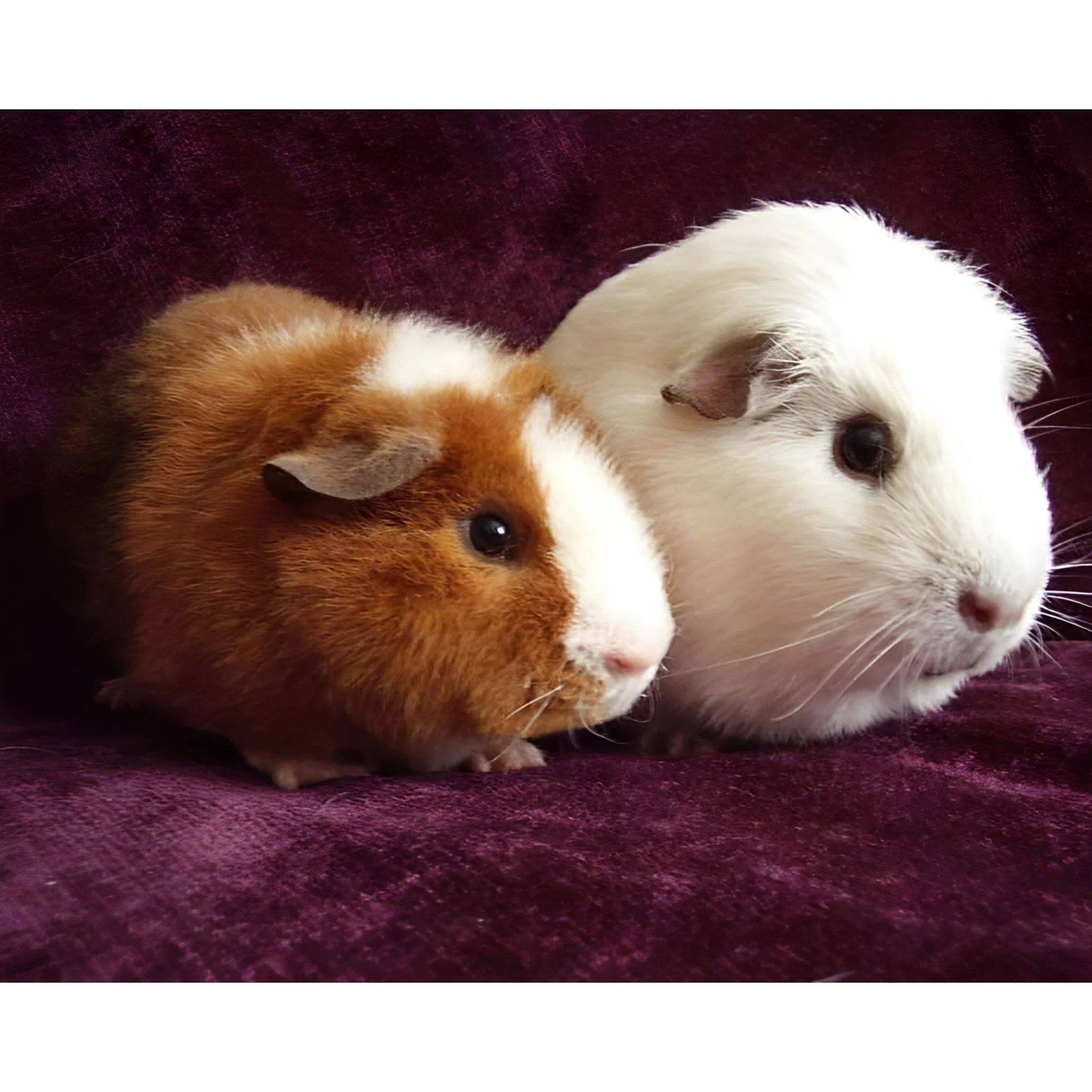 Guinea Pigs | Diamond Painting - Image 2