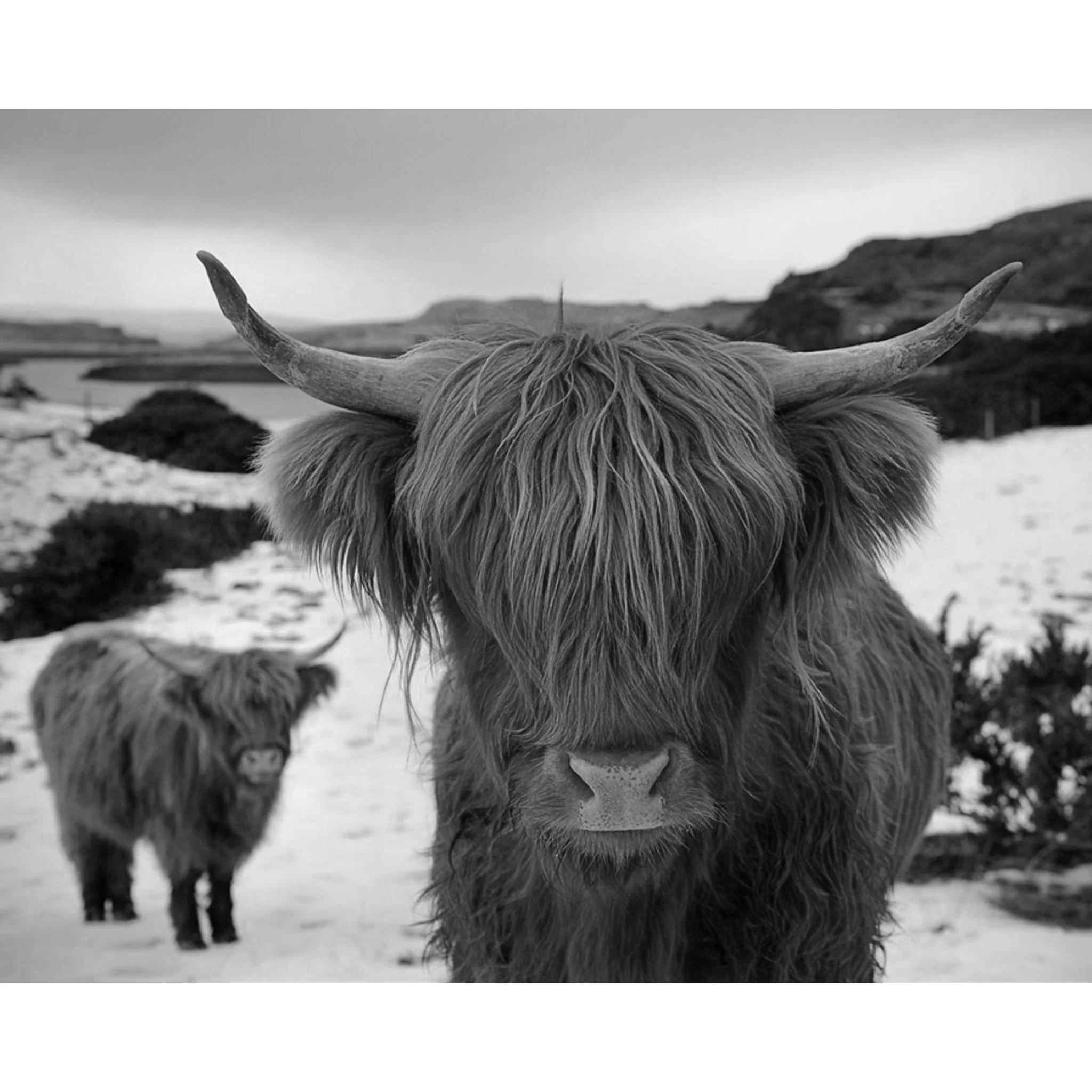 Black White Highland Cow | Diamond Painting - Image 2