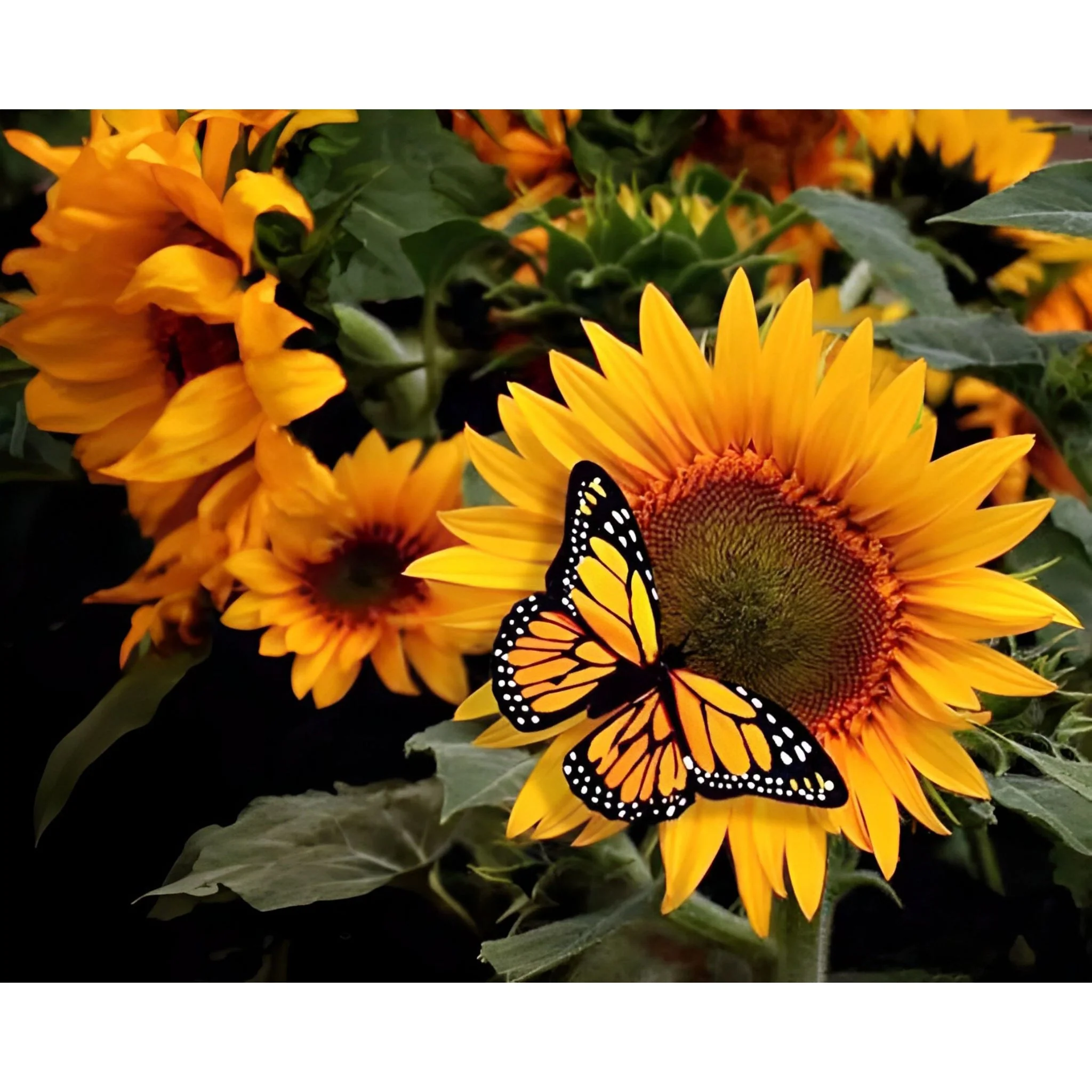 Butterfly By Sunflower | Diamond Painting - Image 2