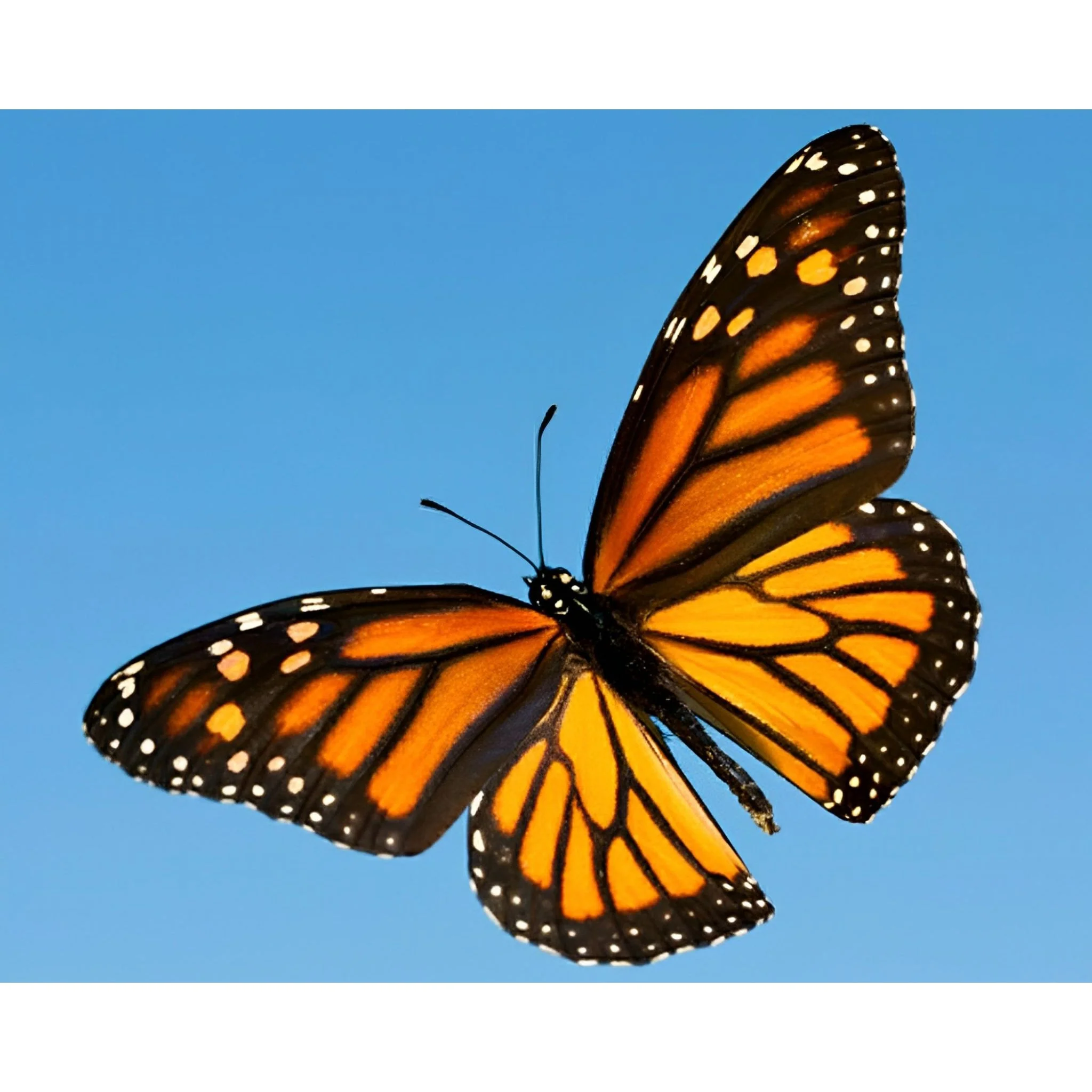 Monarch in Flight | Diamond Painting - Image 2