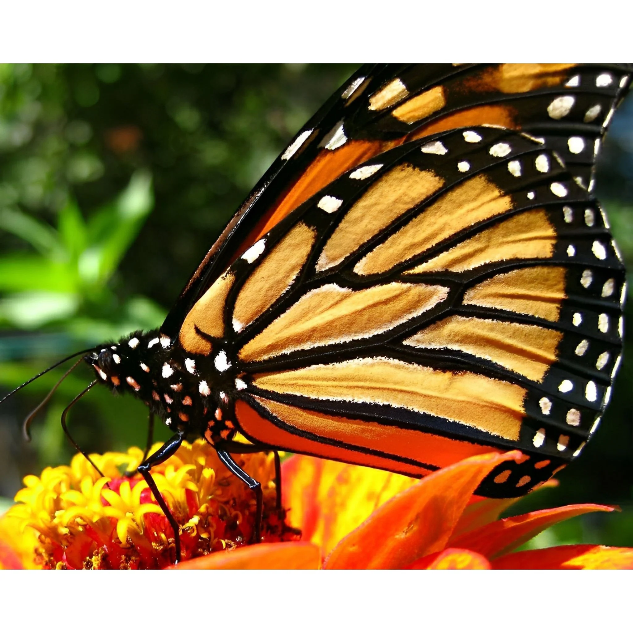 Golden Wings in Bloom | Diamond Painting - Image 2