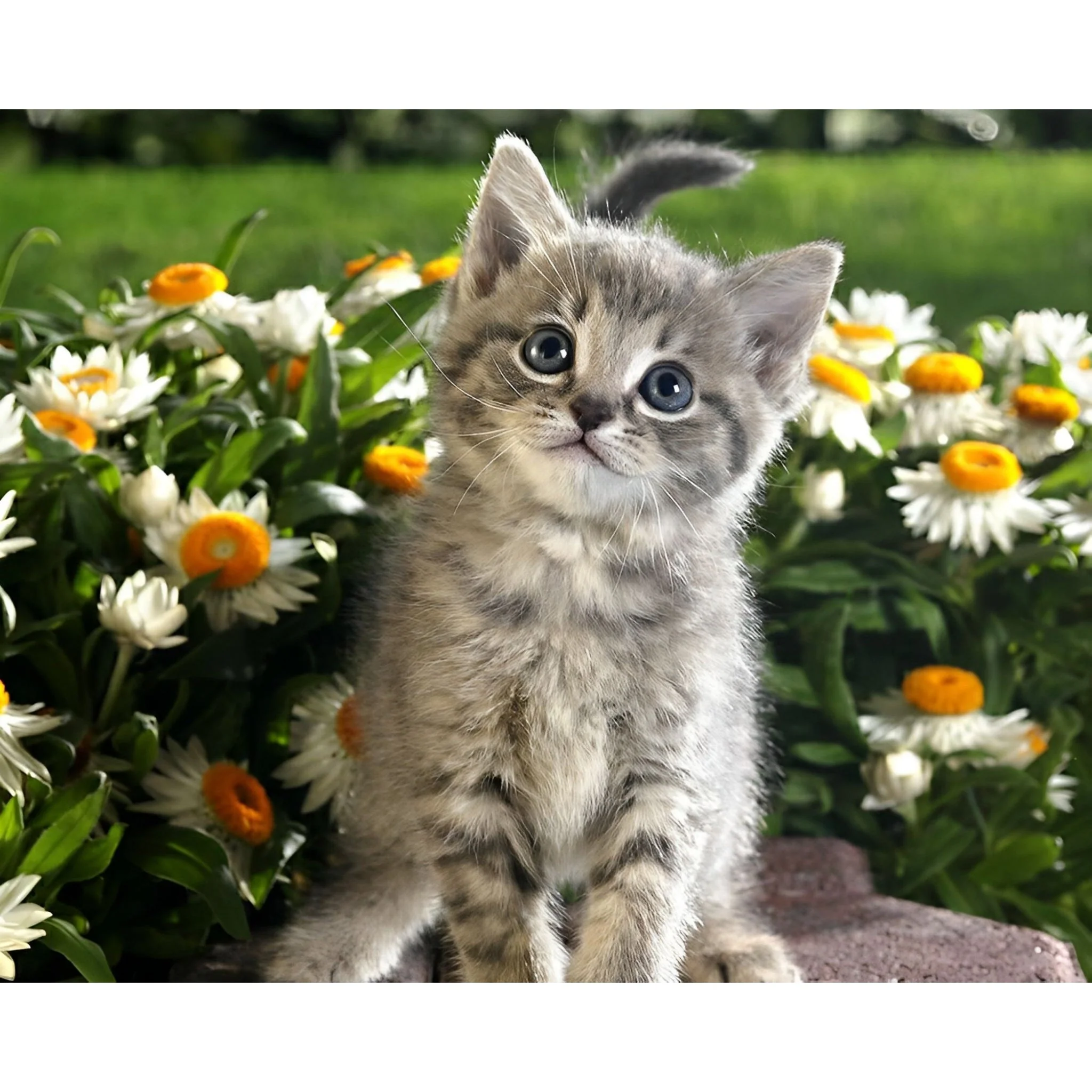 Cute Kitten | Diamond Painting - Image 2