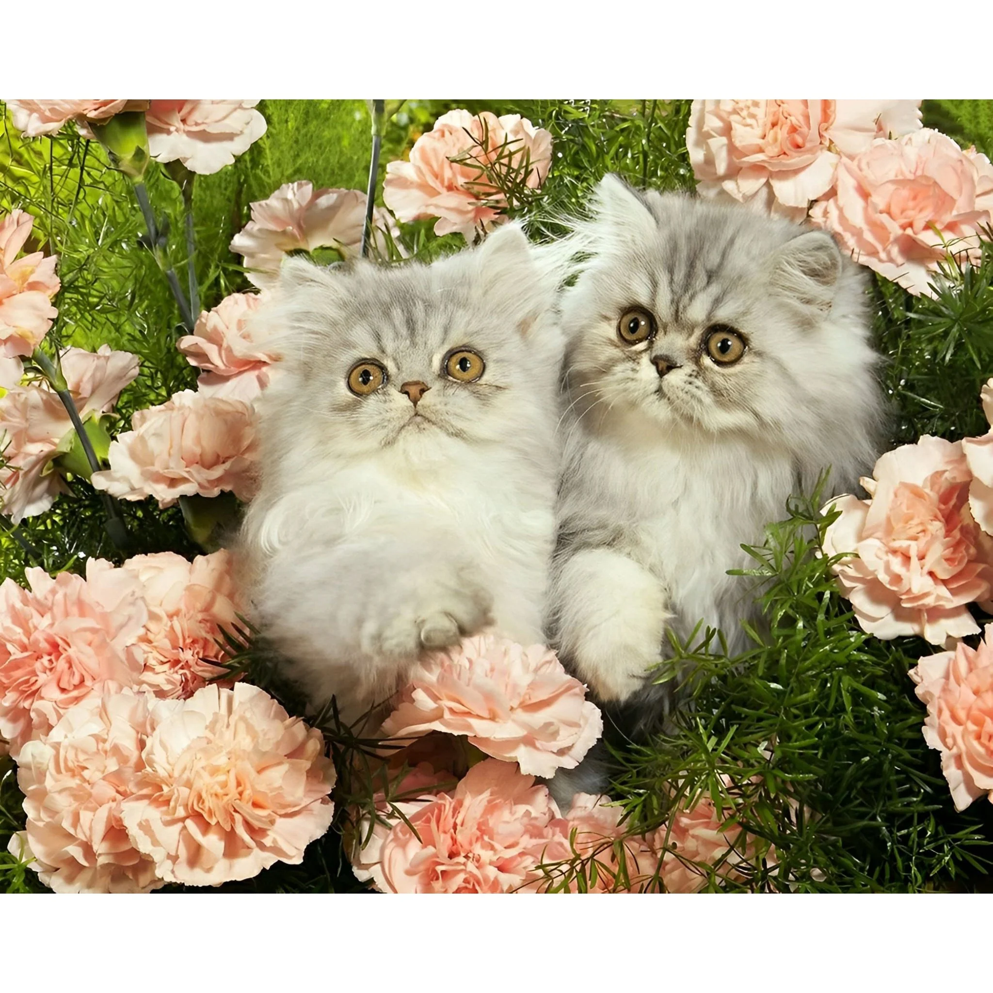 Persian Cats | Diamond Painting - Image 2