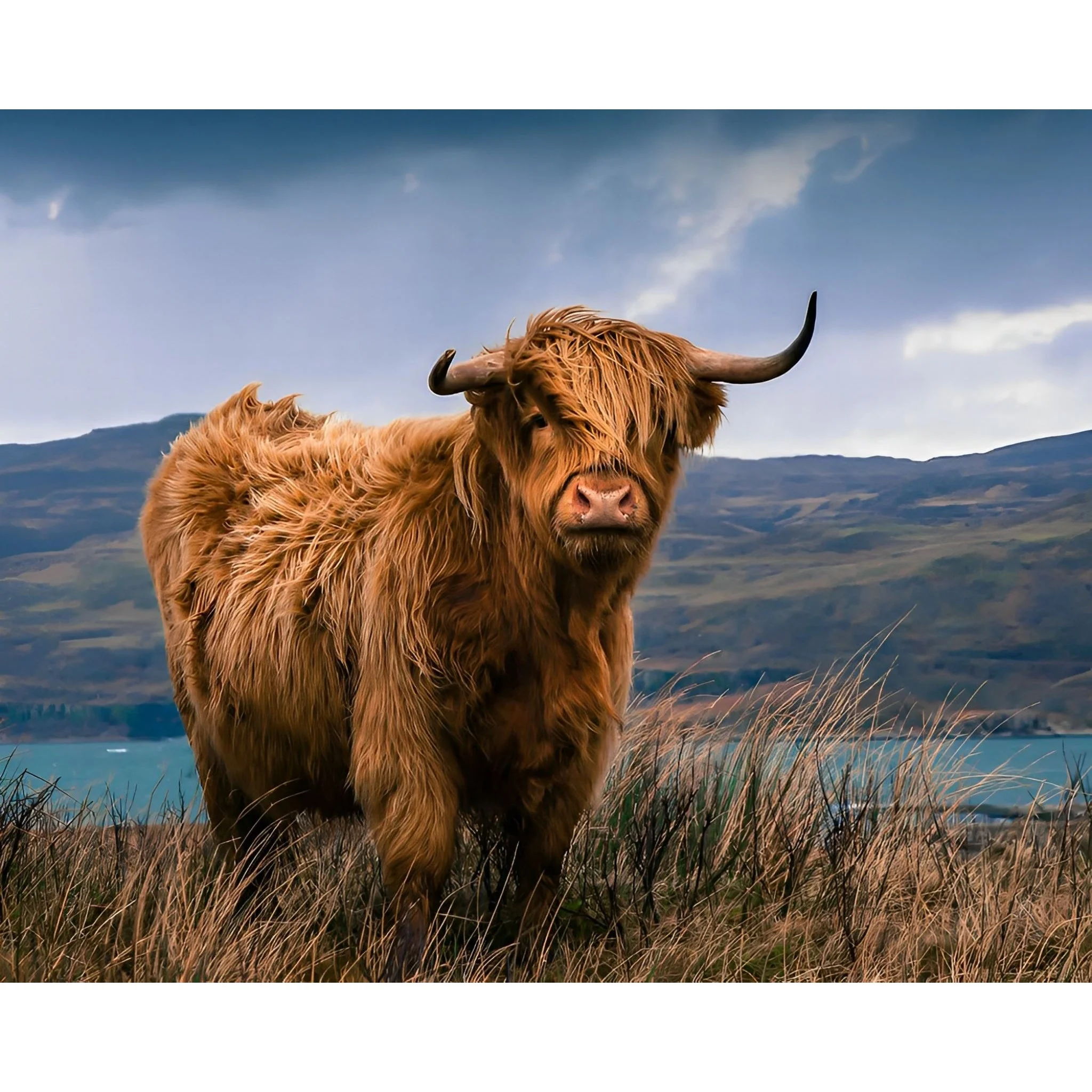 Highland Bull | Diamond Painting - Image 2