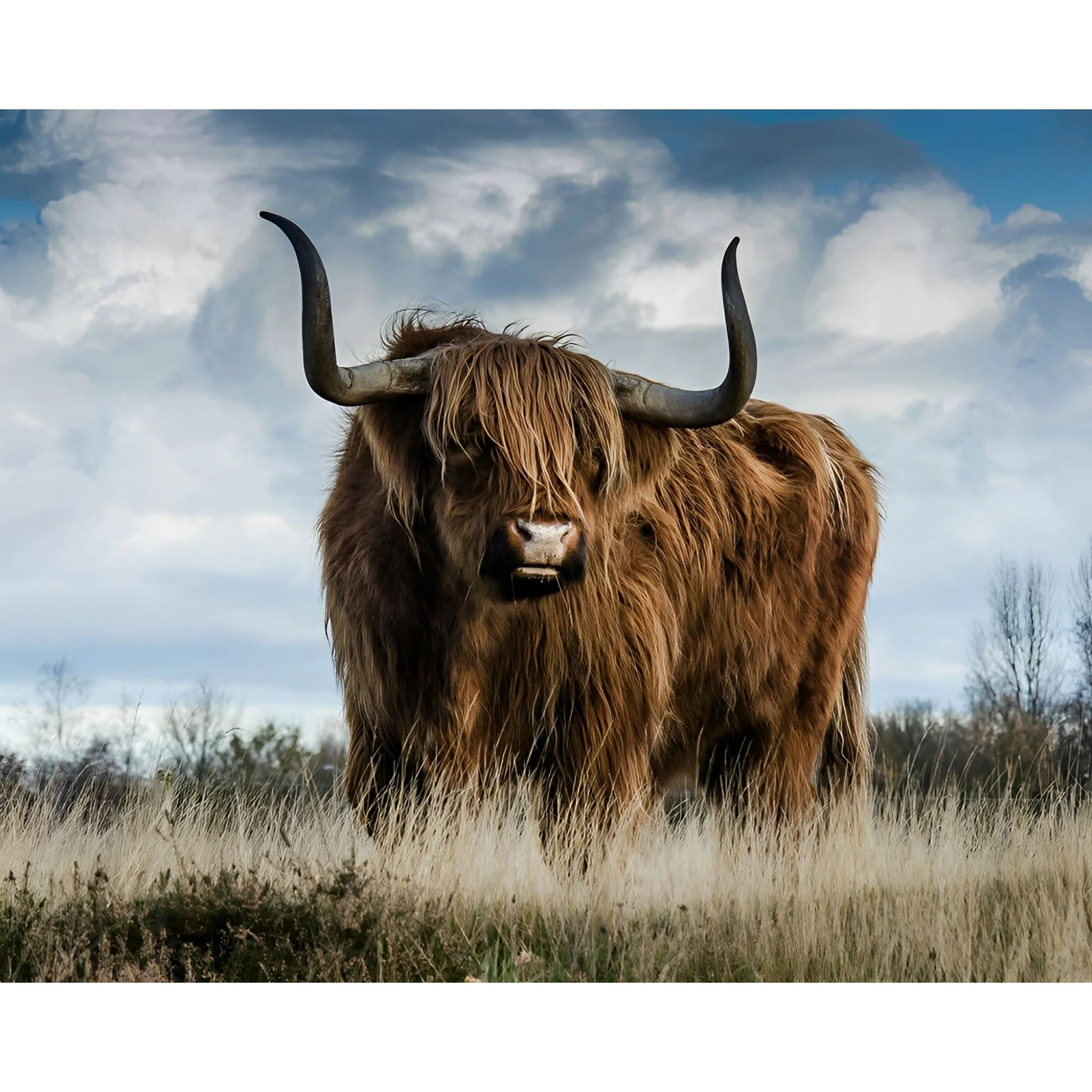 Highland Cow Bull | Diamond Painting - Image 2
