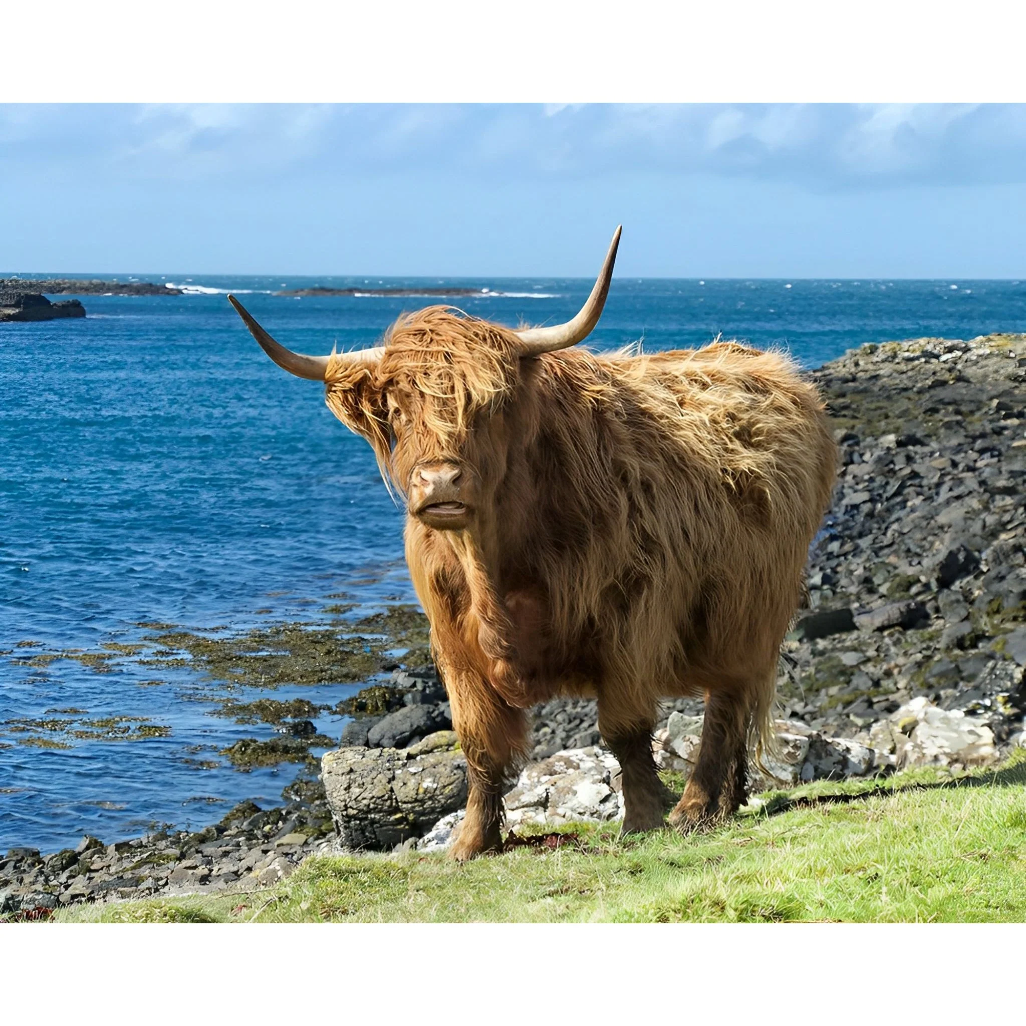 Scottish Highland Cattle | Diamond Painting - Image 2