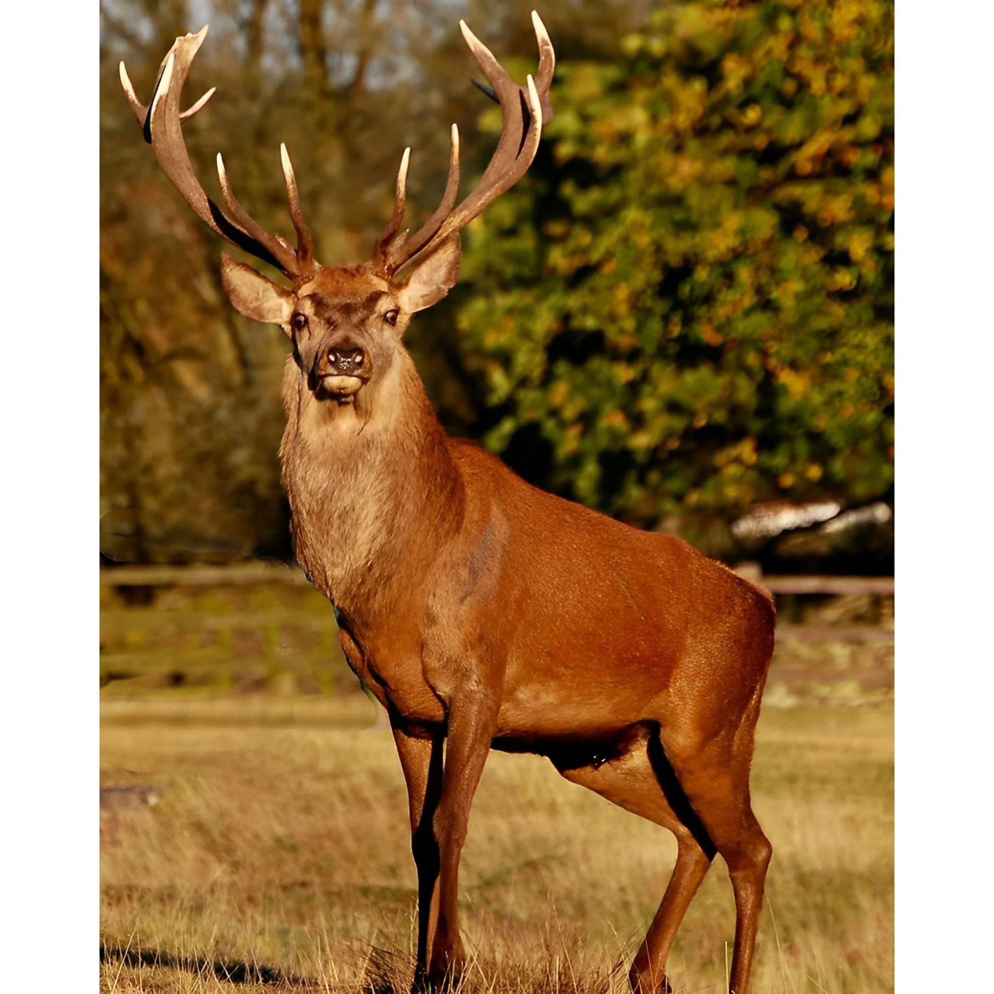 Red Deer | Diamond Painting - Image 2