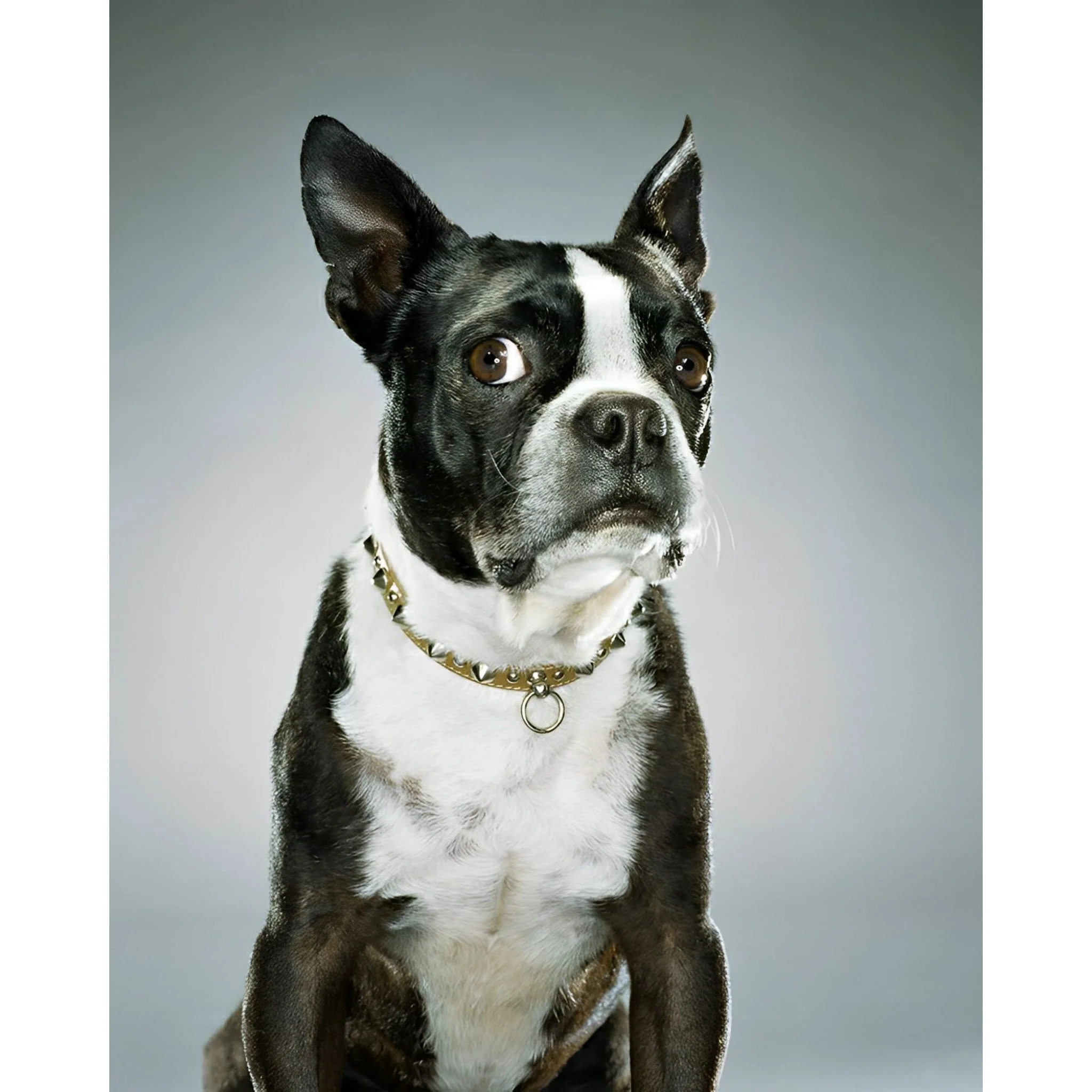 Boston Terrier Portrait | Diamond Painting - Image 2