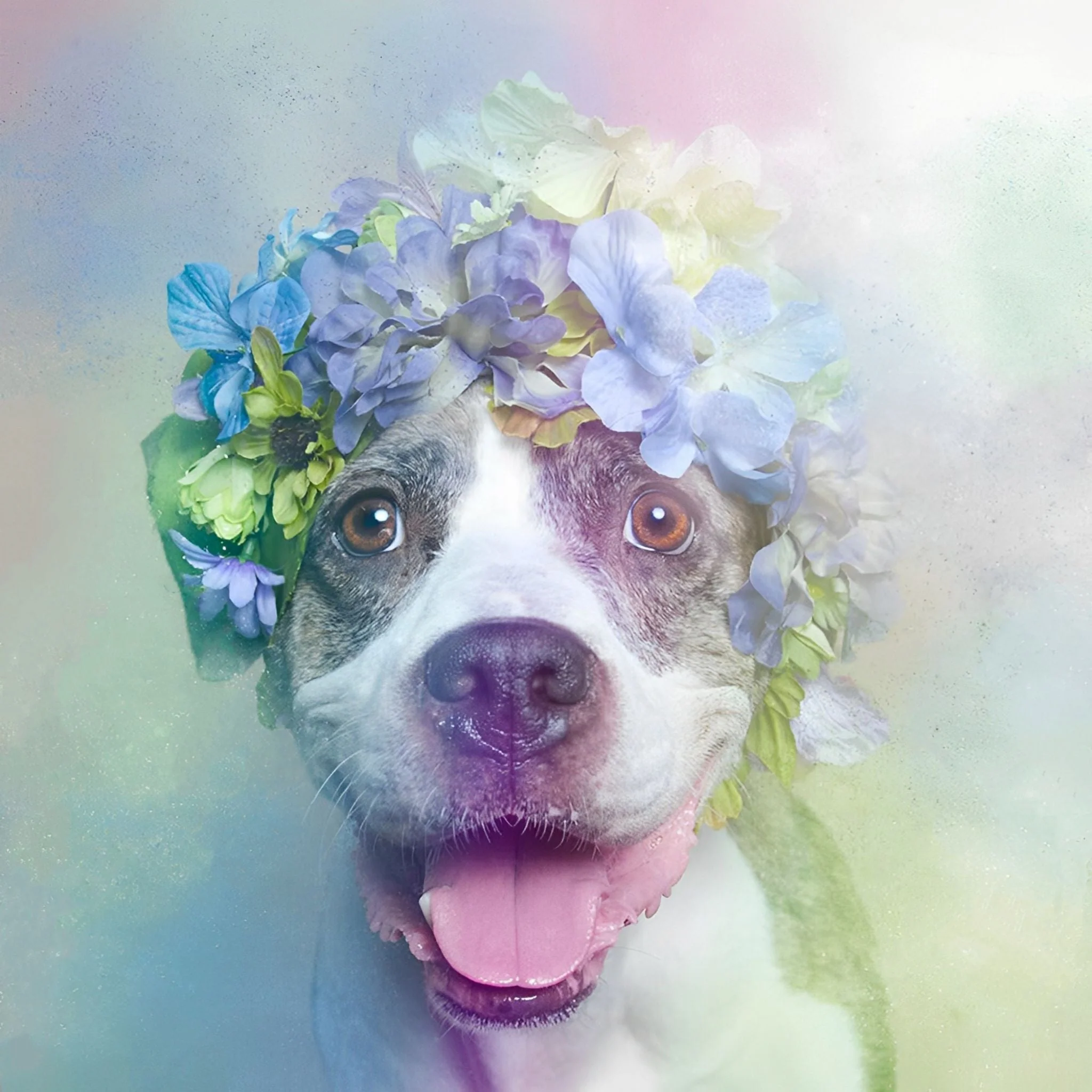 Colorful Dog Pit Bull | Diamond Painting - Image 2