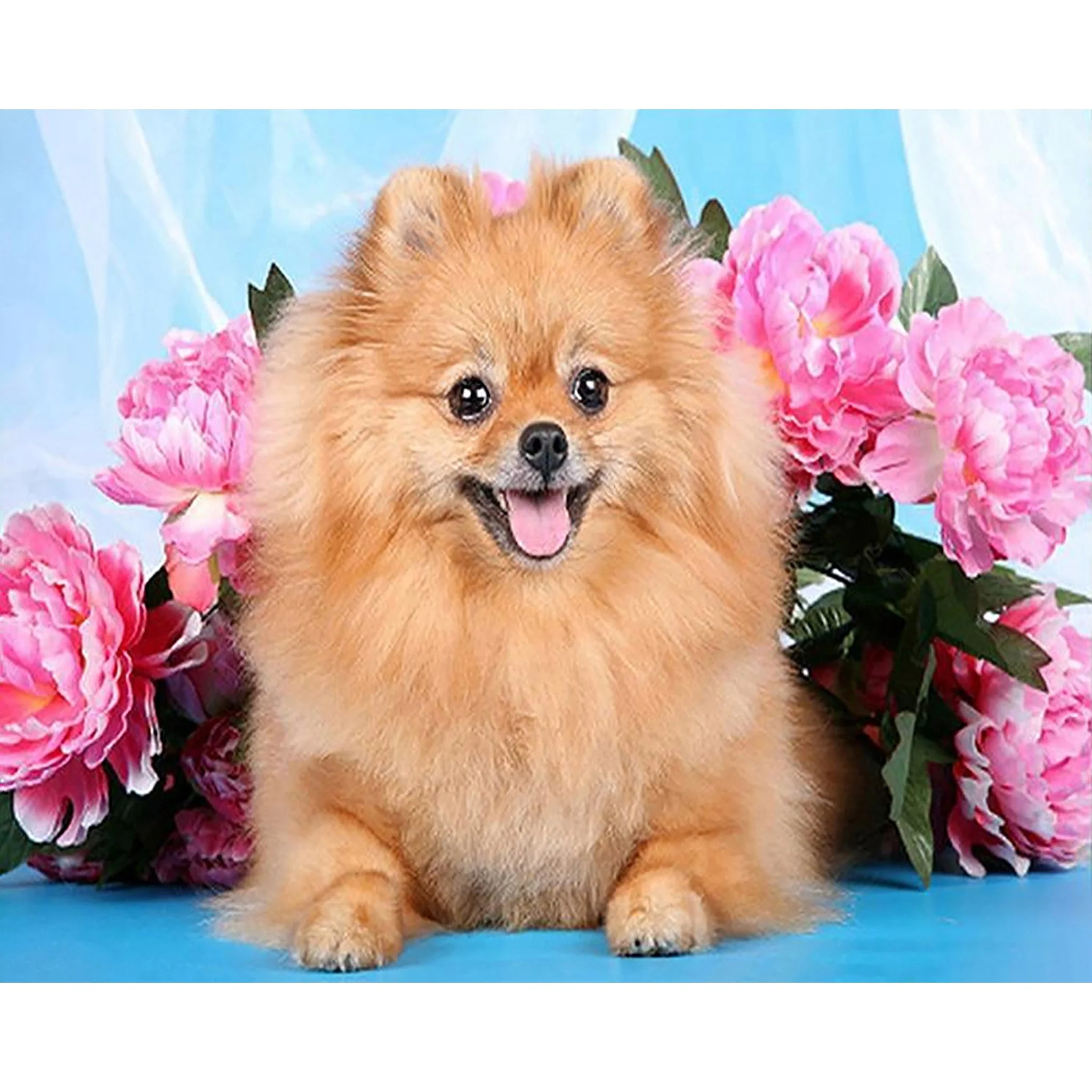 Cute Pomeranian Dog | Diamond Painting - Image 2