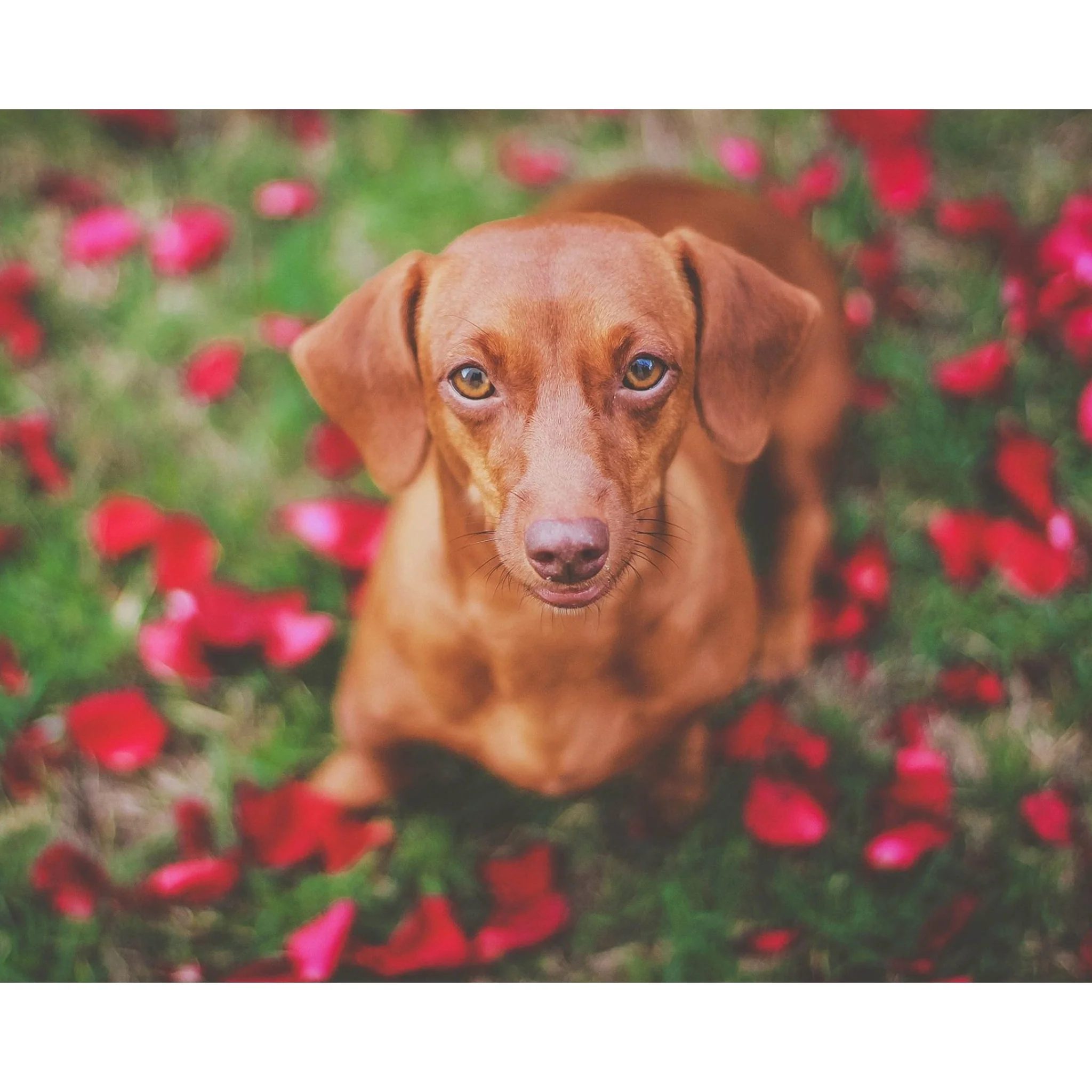 Dachshund Dog Rose Petals | Diamond Painting - Image 2