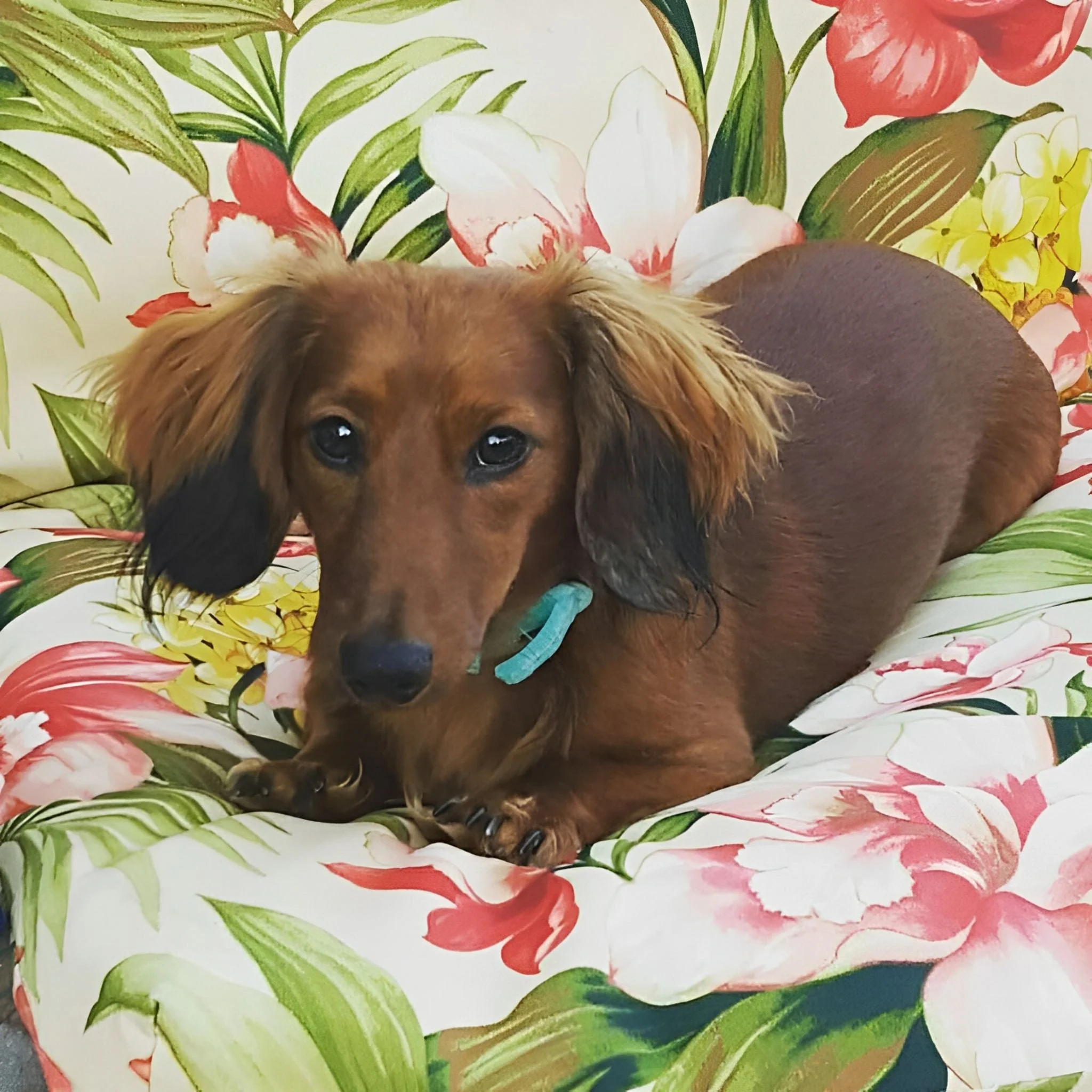 Dachshund Floral Dog | Diamond Painting - Image 2