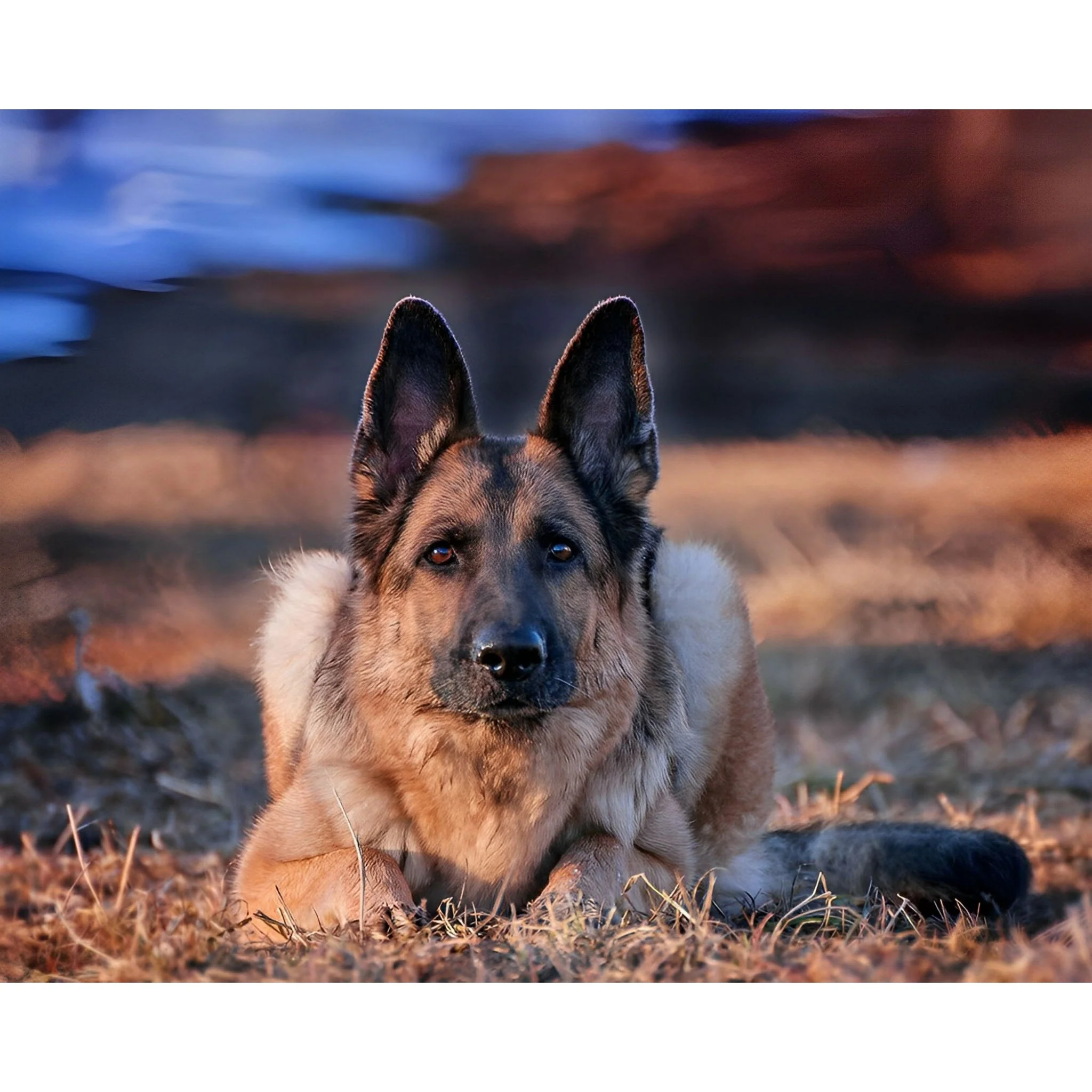 German Shepherd | Diamond Painting - Image 2