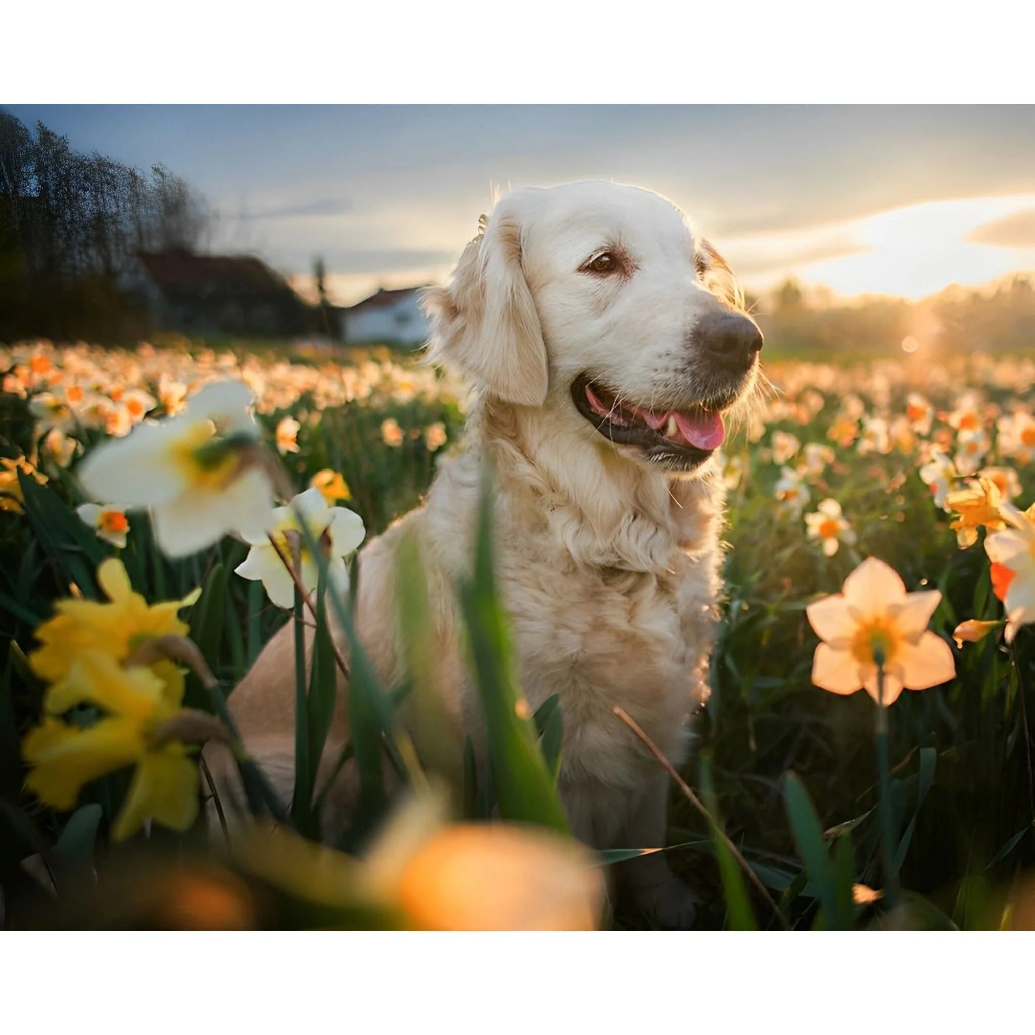 Golden Retriever and Flower | Diamond Painting - Image 2