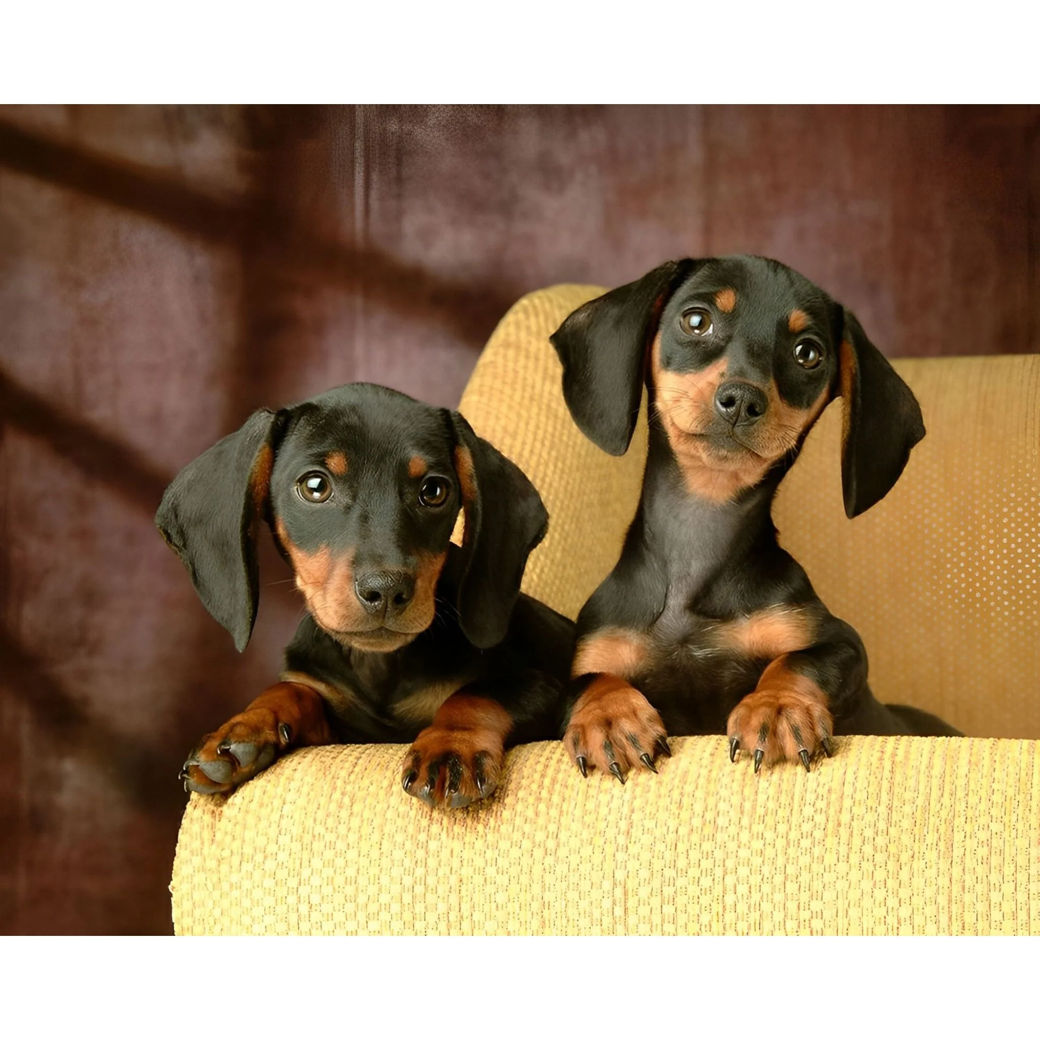 Happy Dachshund Dogs | Diamond Painting - Image 2