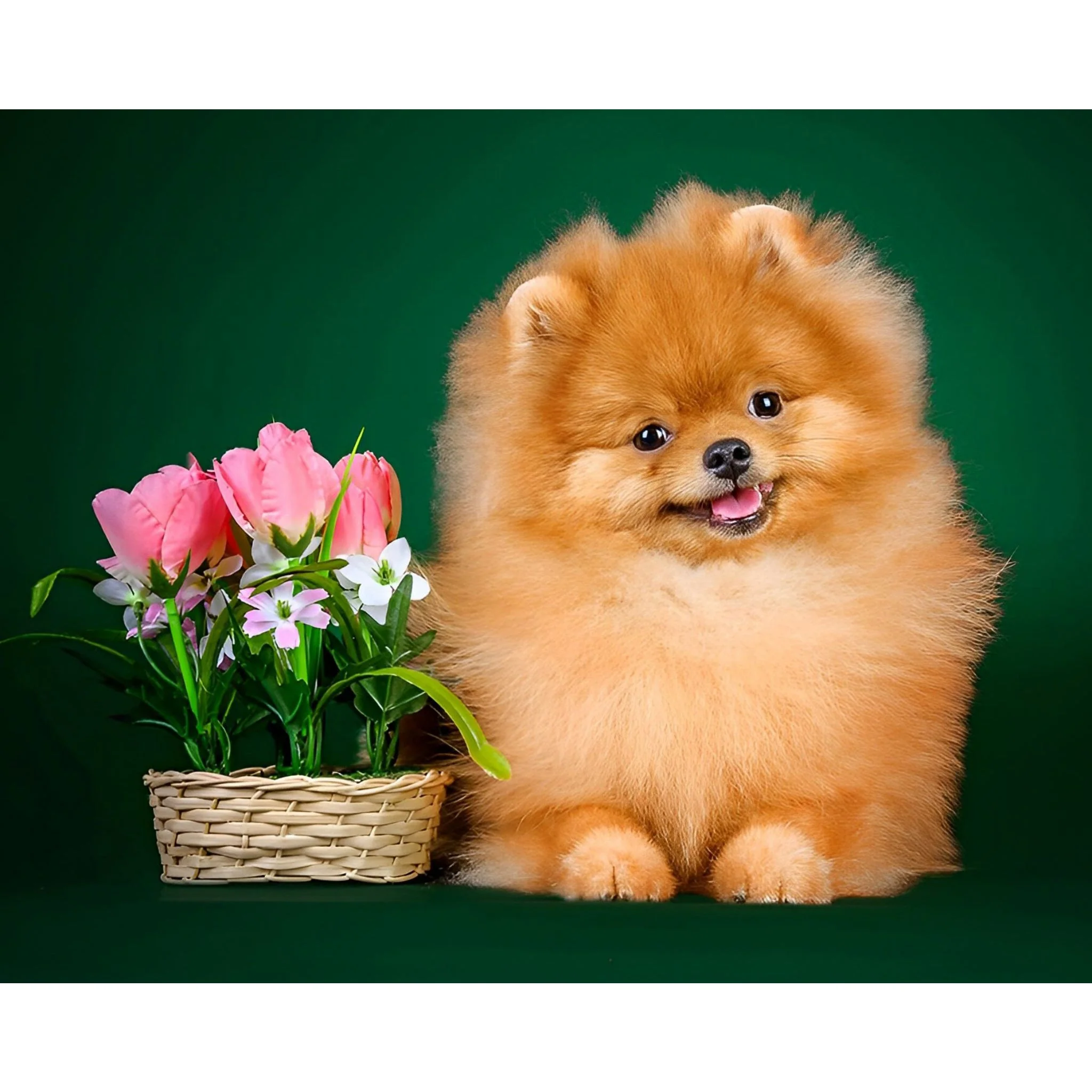 Pomeranian Dog Flowers | Diamond Painting - Image 2