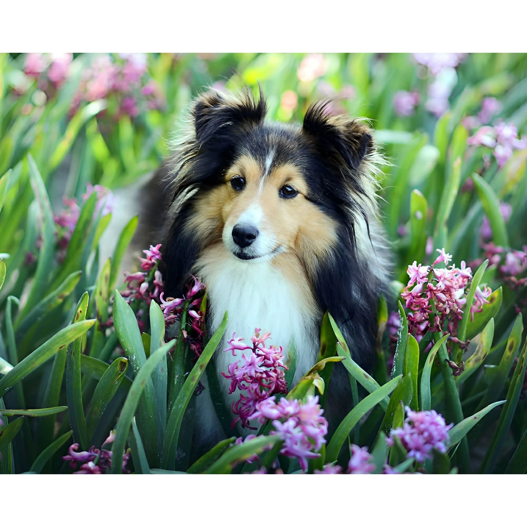 Sheepdog | Diamond Painting - Image 2