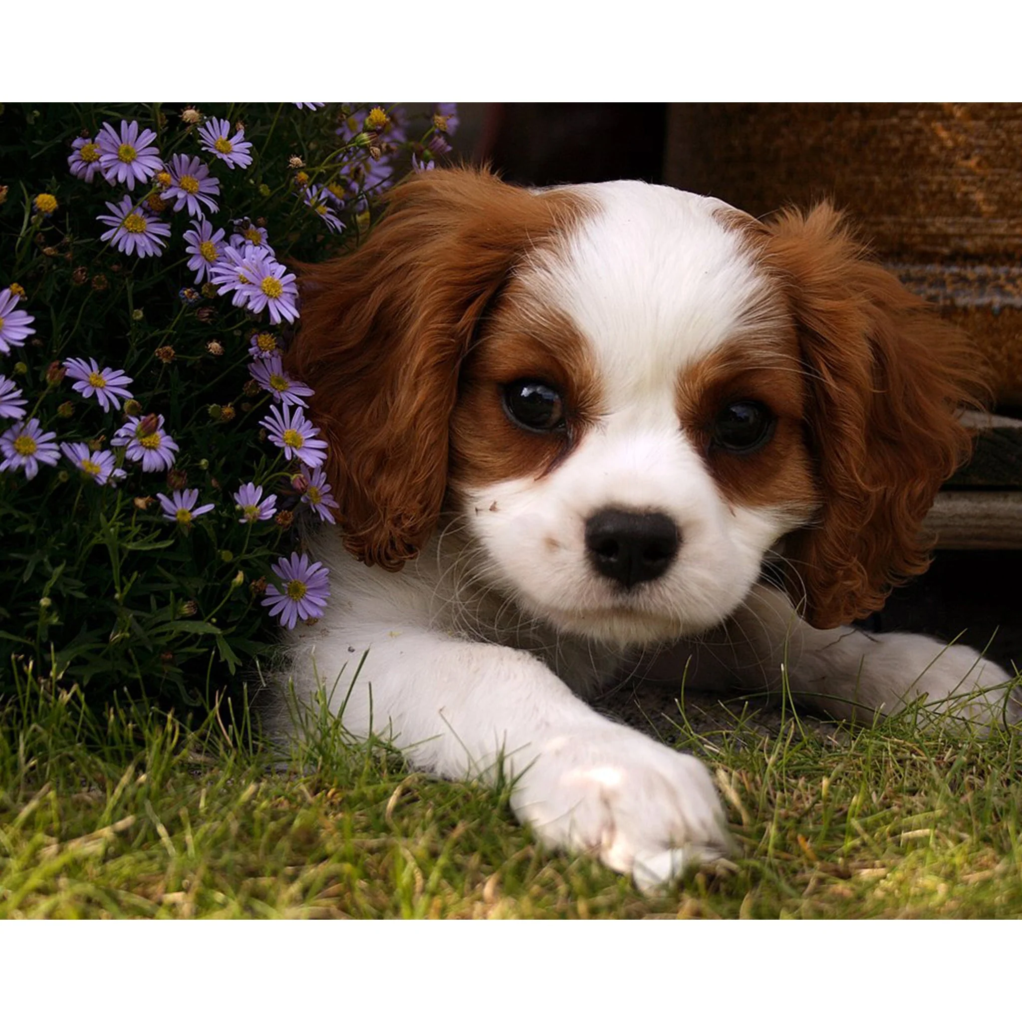 Friendly Face | Diamond Painting - Image 2