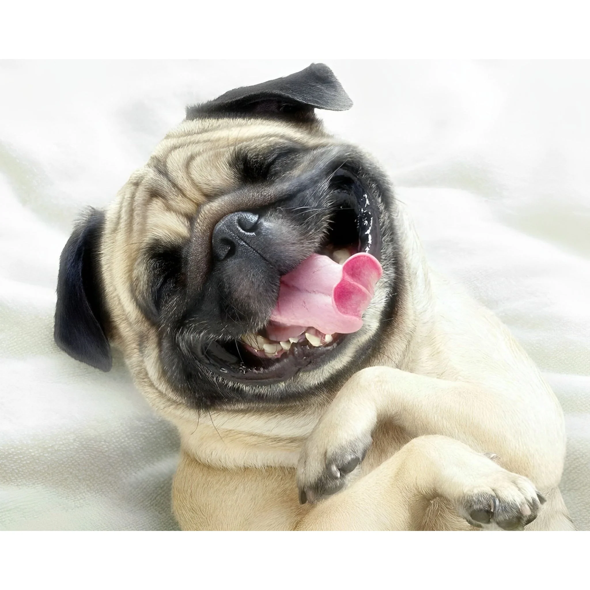 Hysterical Pug | Diamond Painting - Image 2