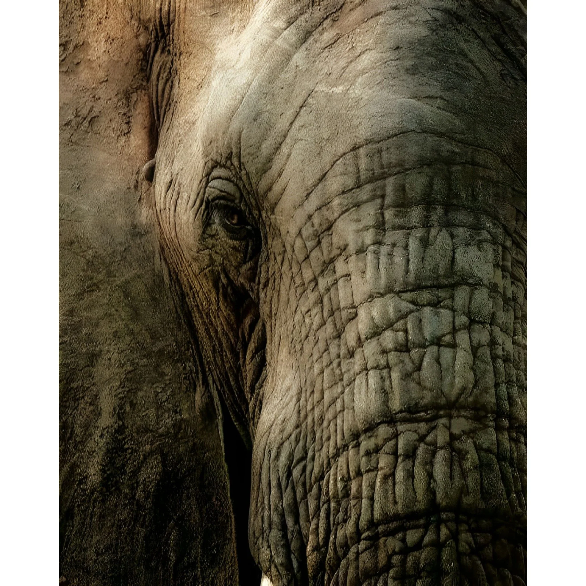 Wrinkly Face | Diamond Painting - Image 2