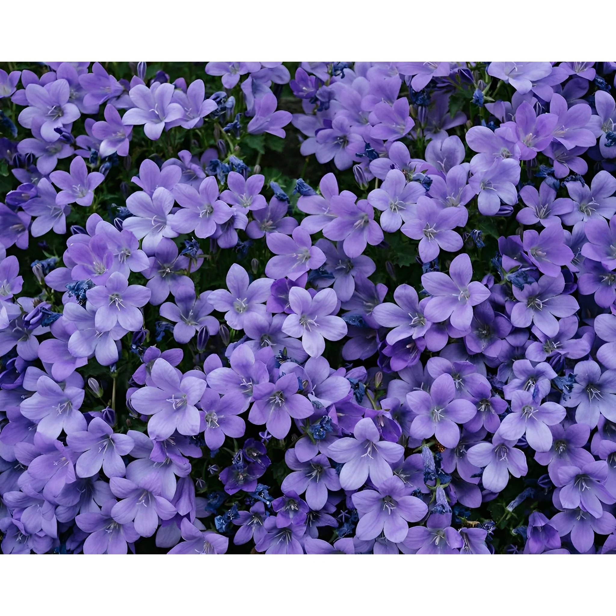 A Field of Purple Flowers | Diamond Painting - Image 2