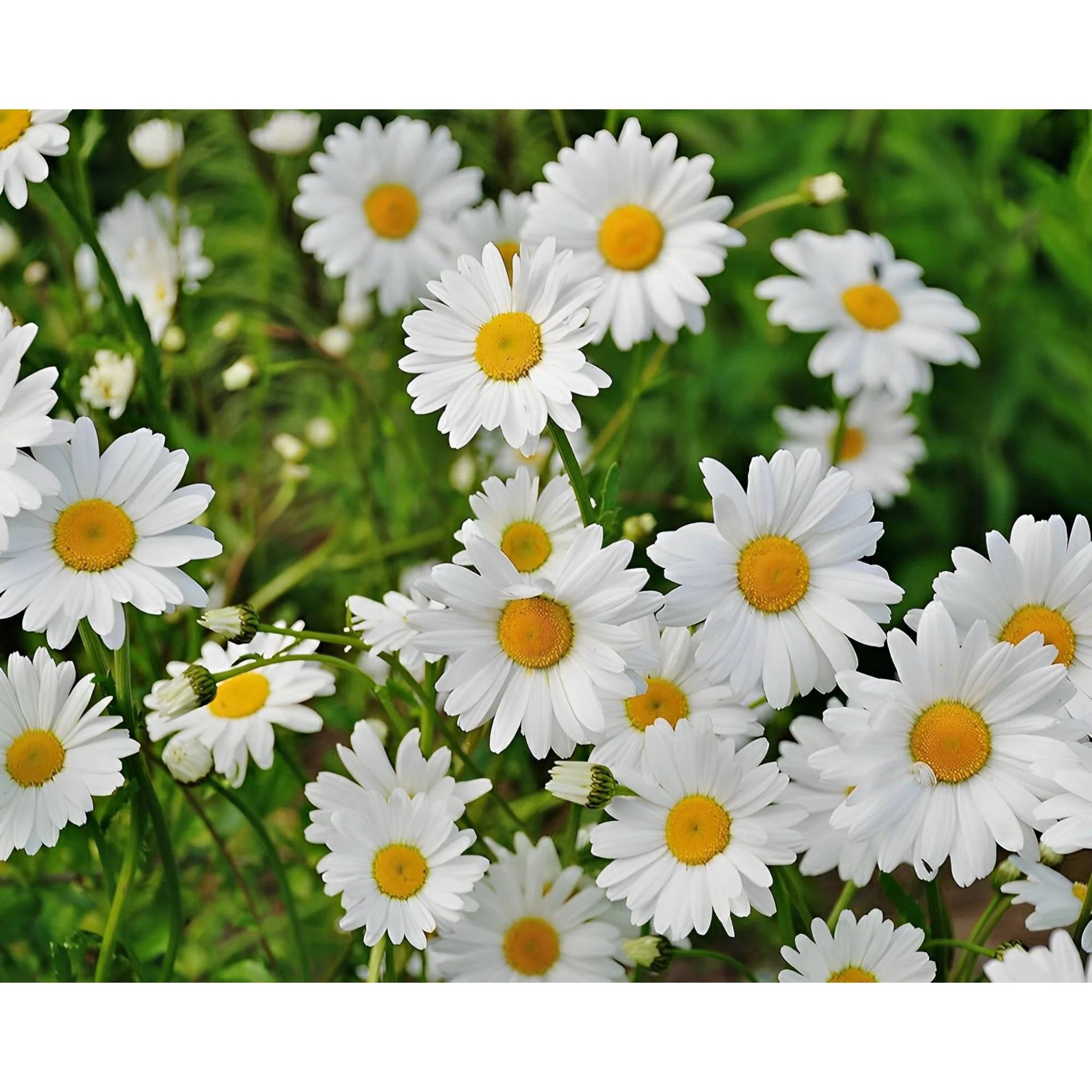 Little Daisies | Diamond Painting - Image 2