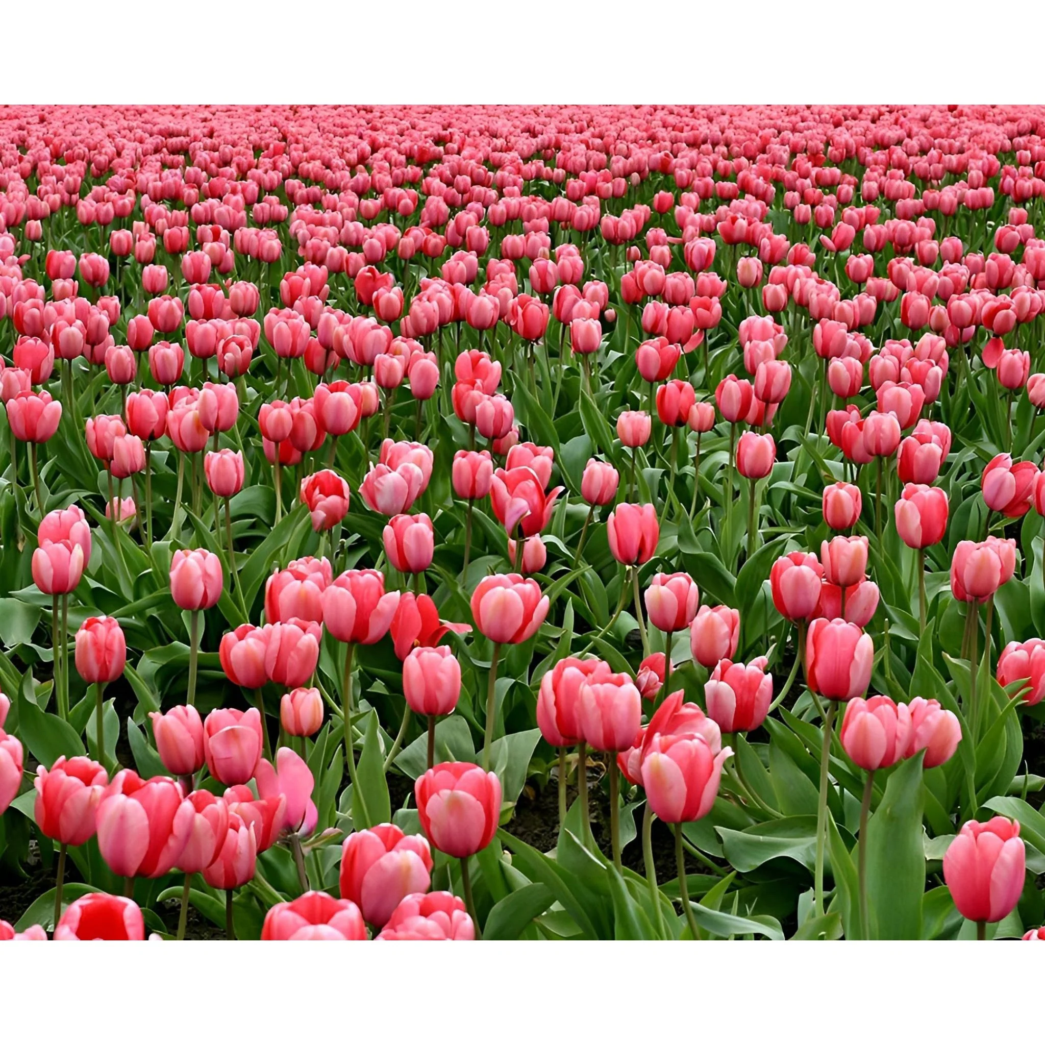 Pink Tulips Field | Diamond Painting - Image 2