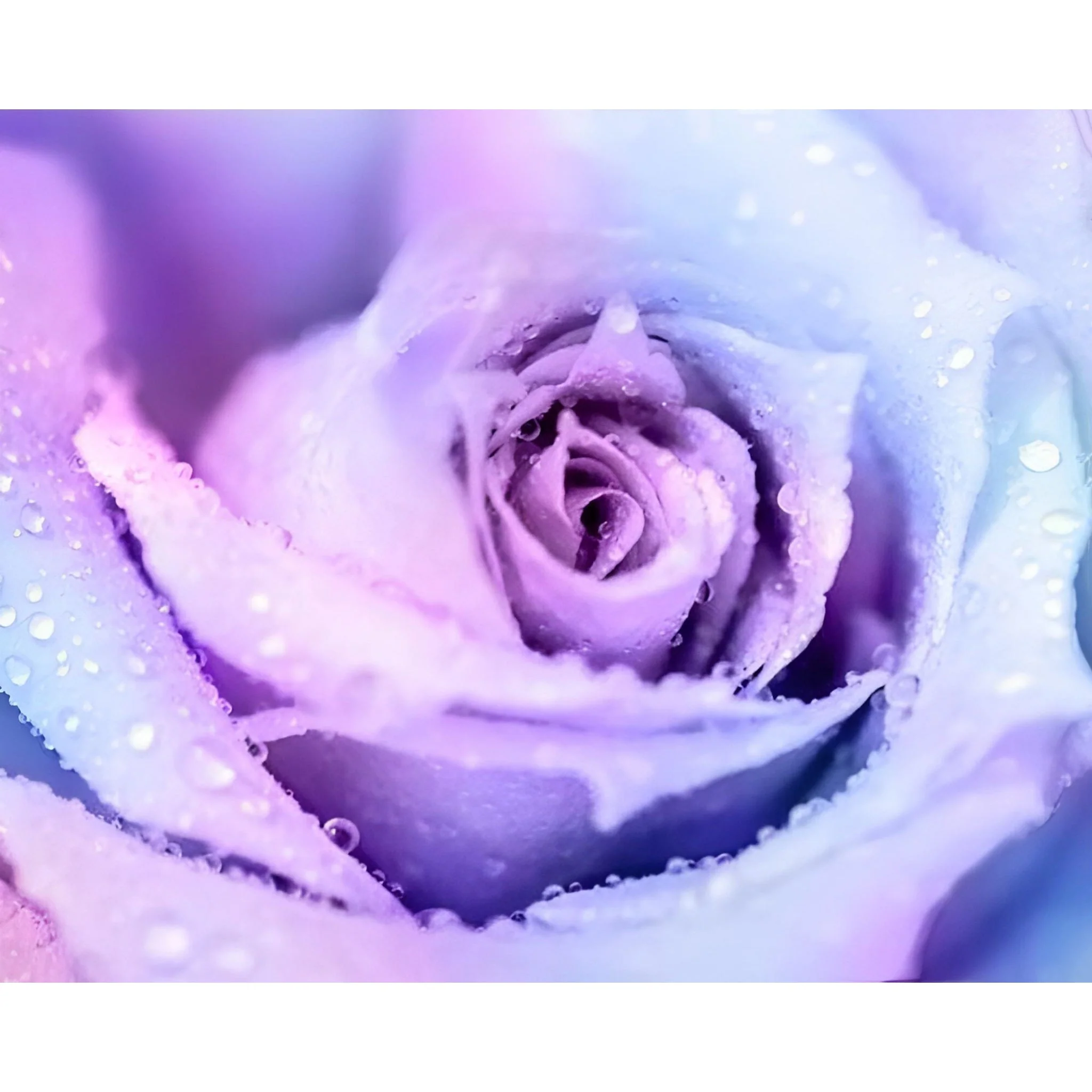 Winter Rose | Diamond Painting - Image 2