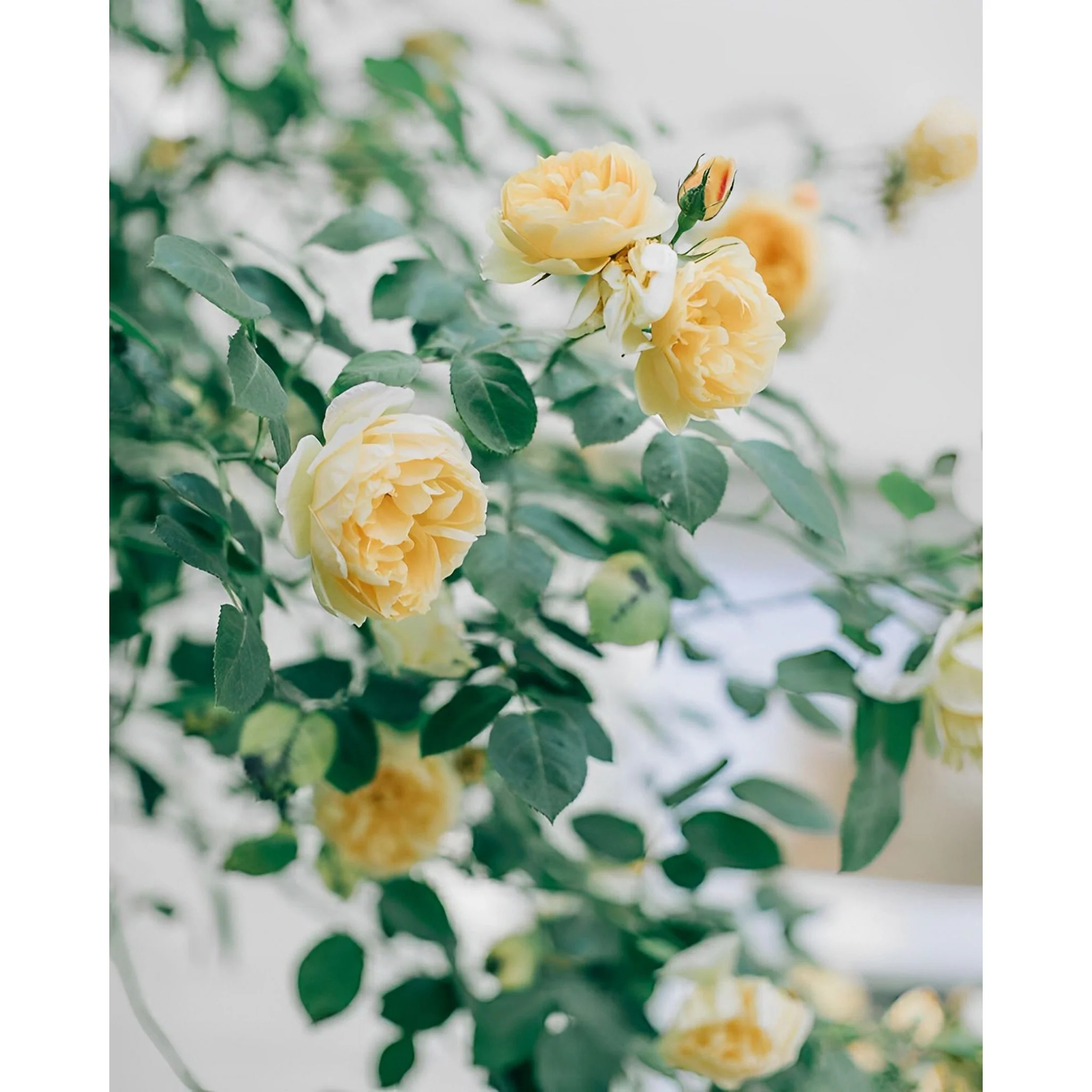 Yellow Roses in Bloom | Diamond Painting - Image 2