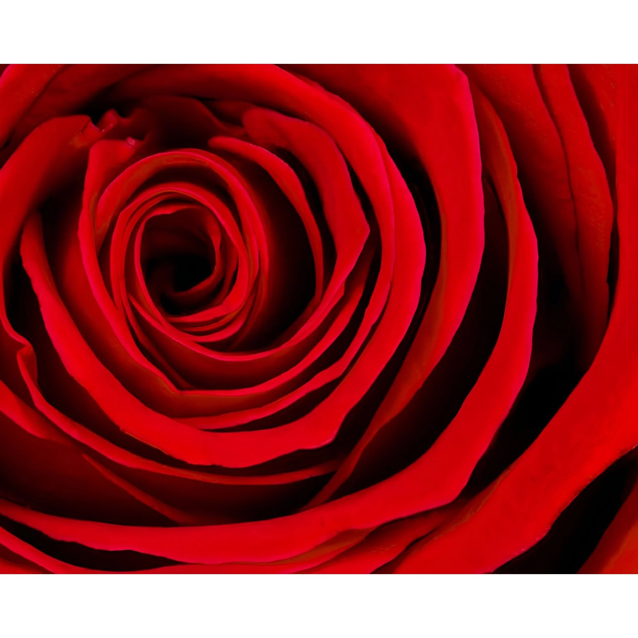 A Rose for Valentine's Day | Diamond Painting - Image 2