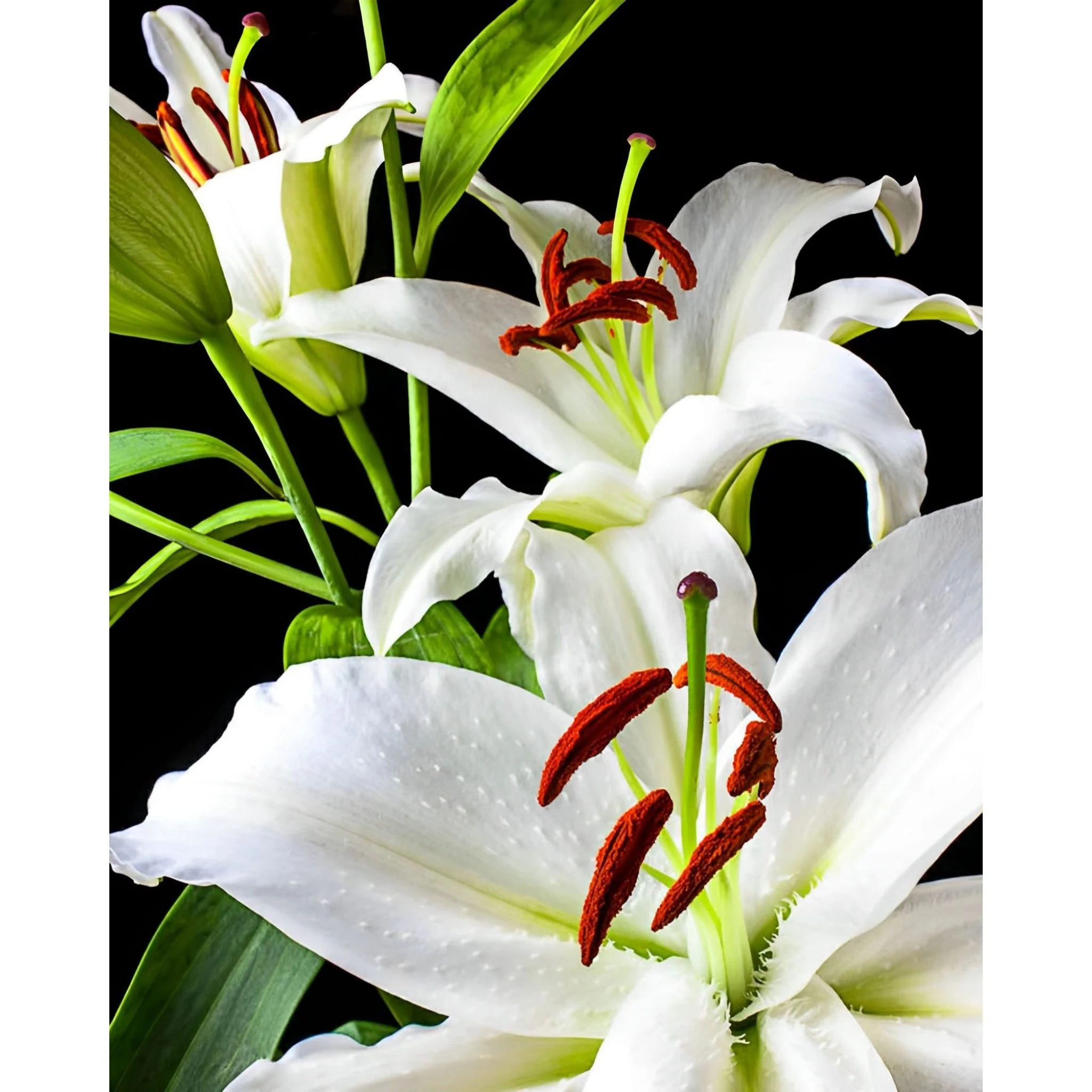 Three White Lilies | Diamond Painting - Image 2