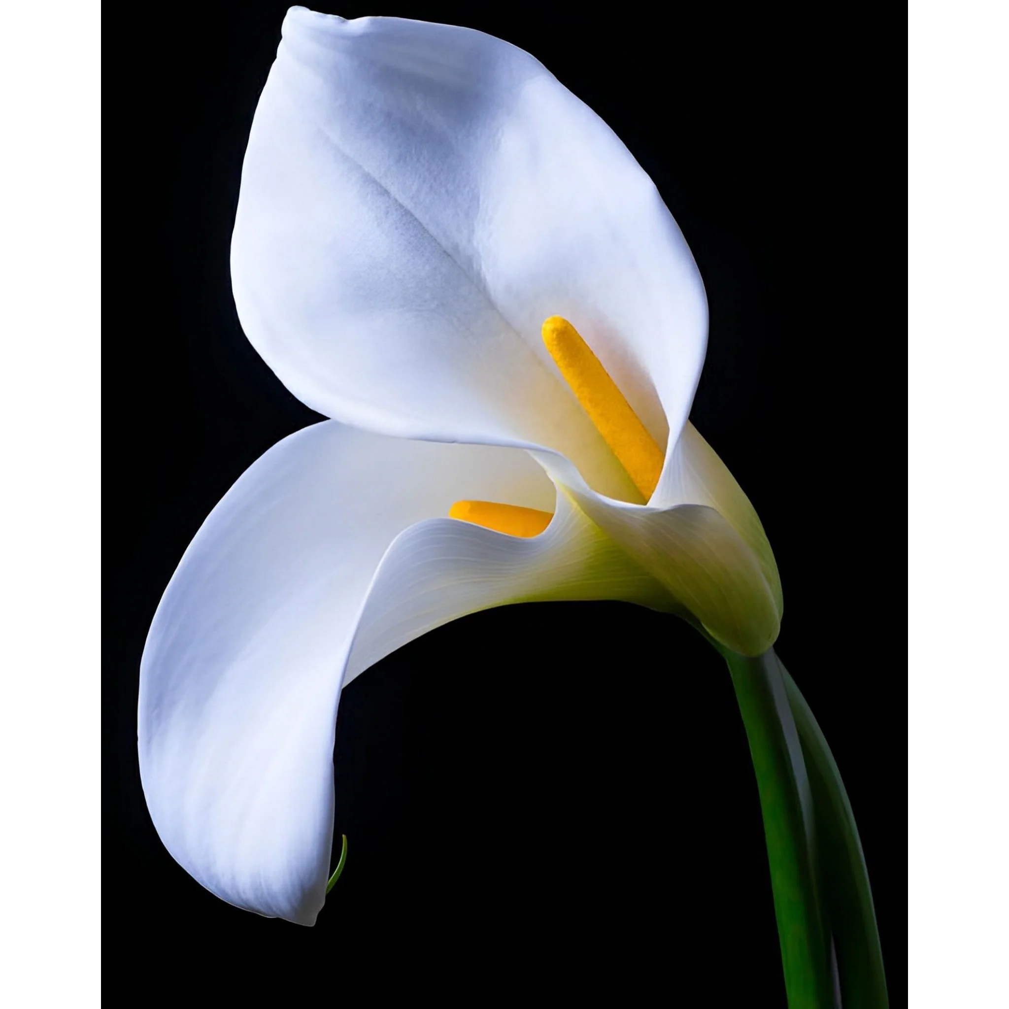 Two In Love | Diamond Painting - Image 2