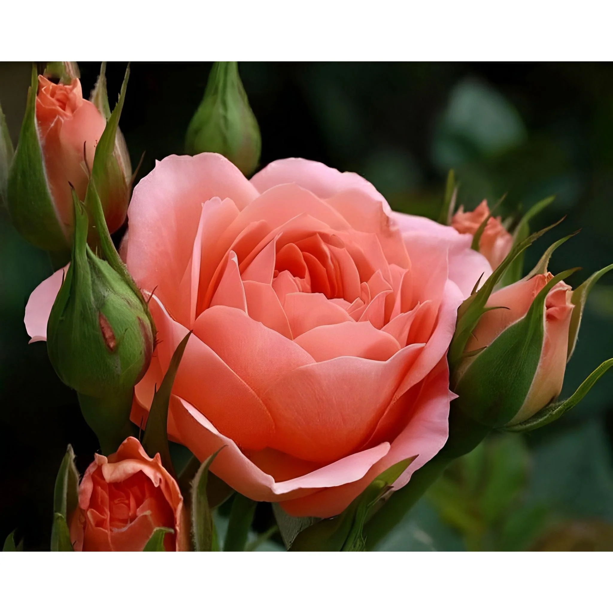 Pink Rose and Buds | Diamond Painting - Image 2