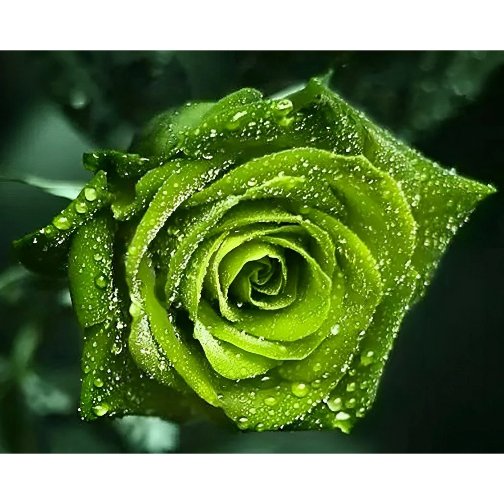 Green Rose | Diamond Painting - Image 2