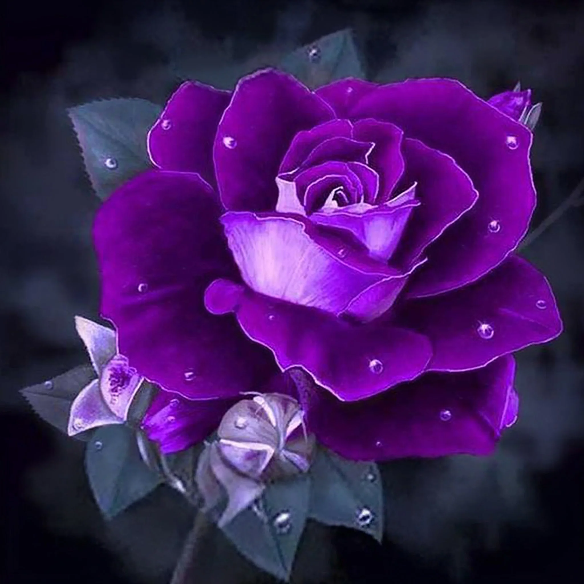 Purple Rose | Diamond Painting - Image 2