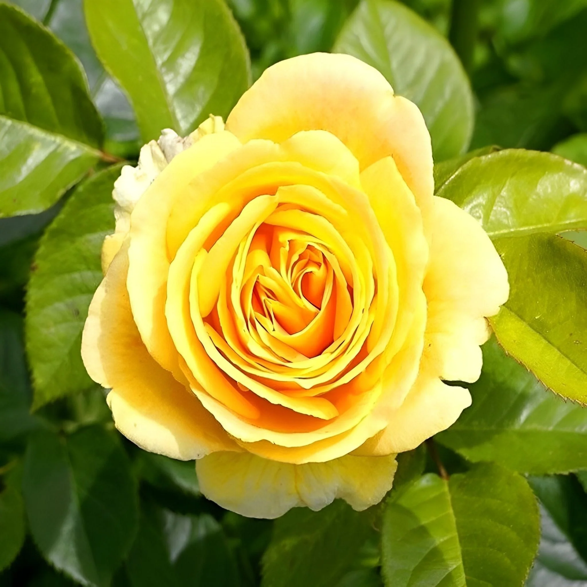 Yellow Rose | Diamond Painting - Image 2