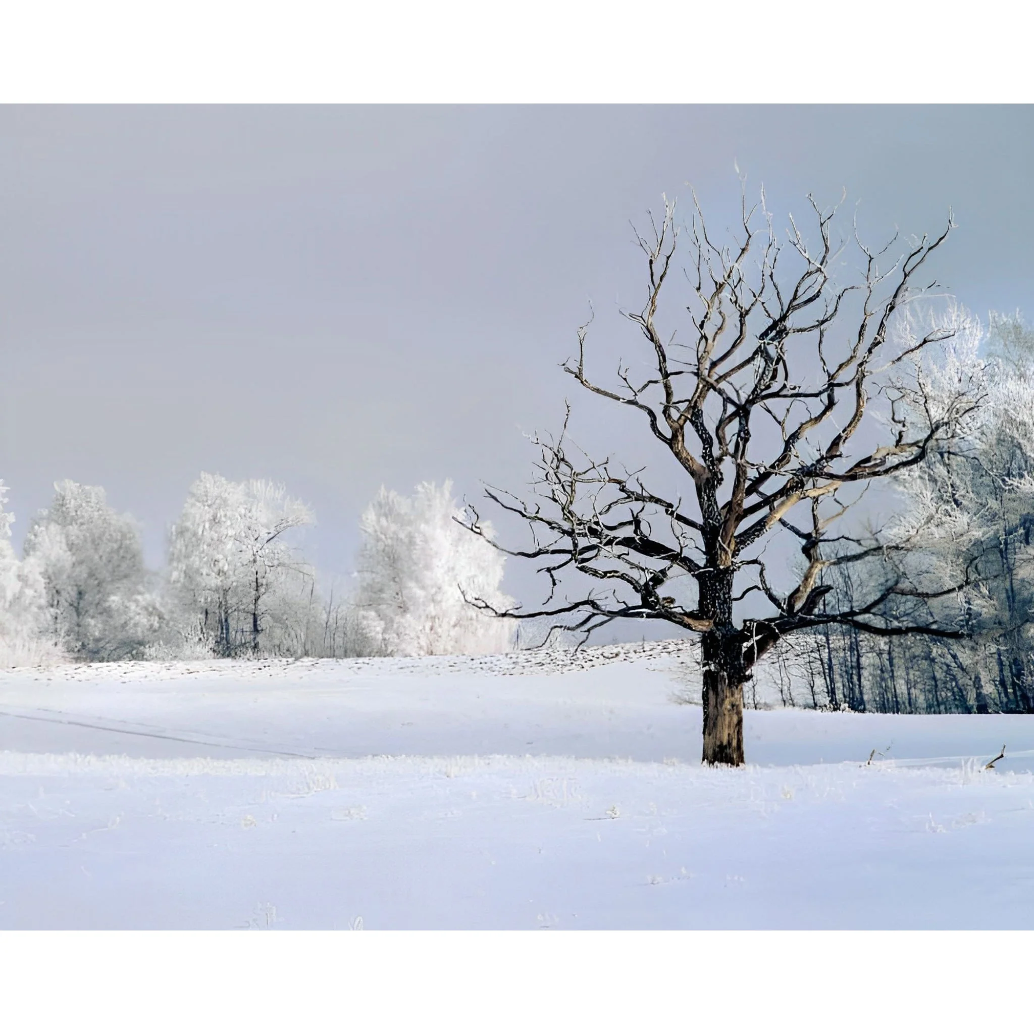 Winter Contrasts | Diamond Painting - Image 2