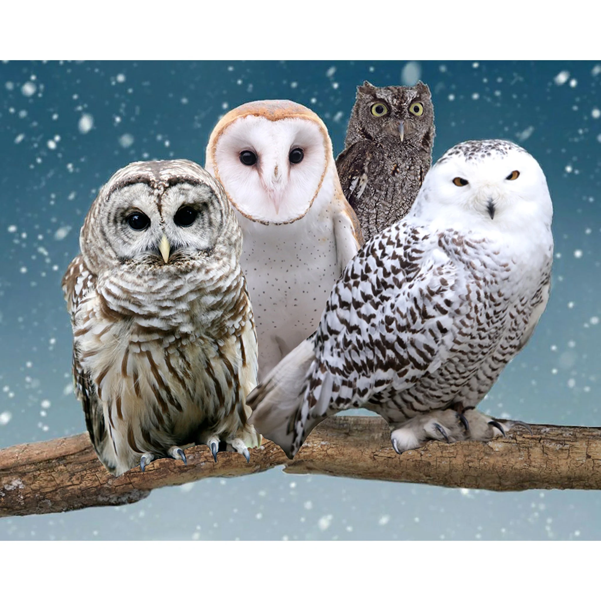 Owls | Diamond Painting - Image 2